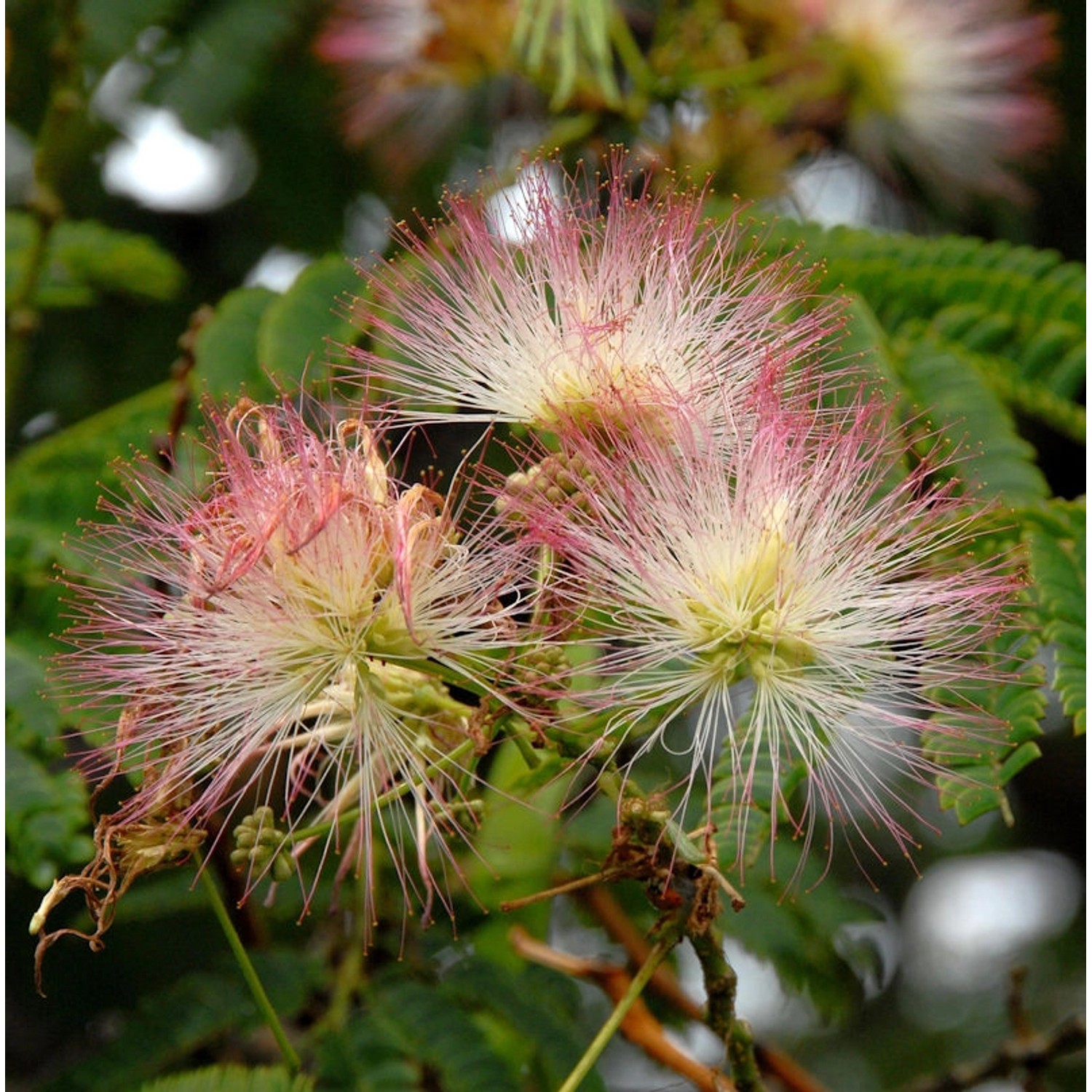 Hochstamm Seidenakazie Ombrella - Schlafbaum 80-100cm - Albizia julibrissin günstig online kaufen