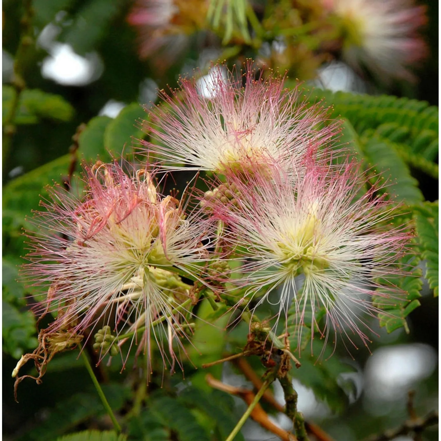 Seidenakazie Ombrella - Schlafbaum 80-100cm - Albizia julibrissin günstig online kaufen