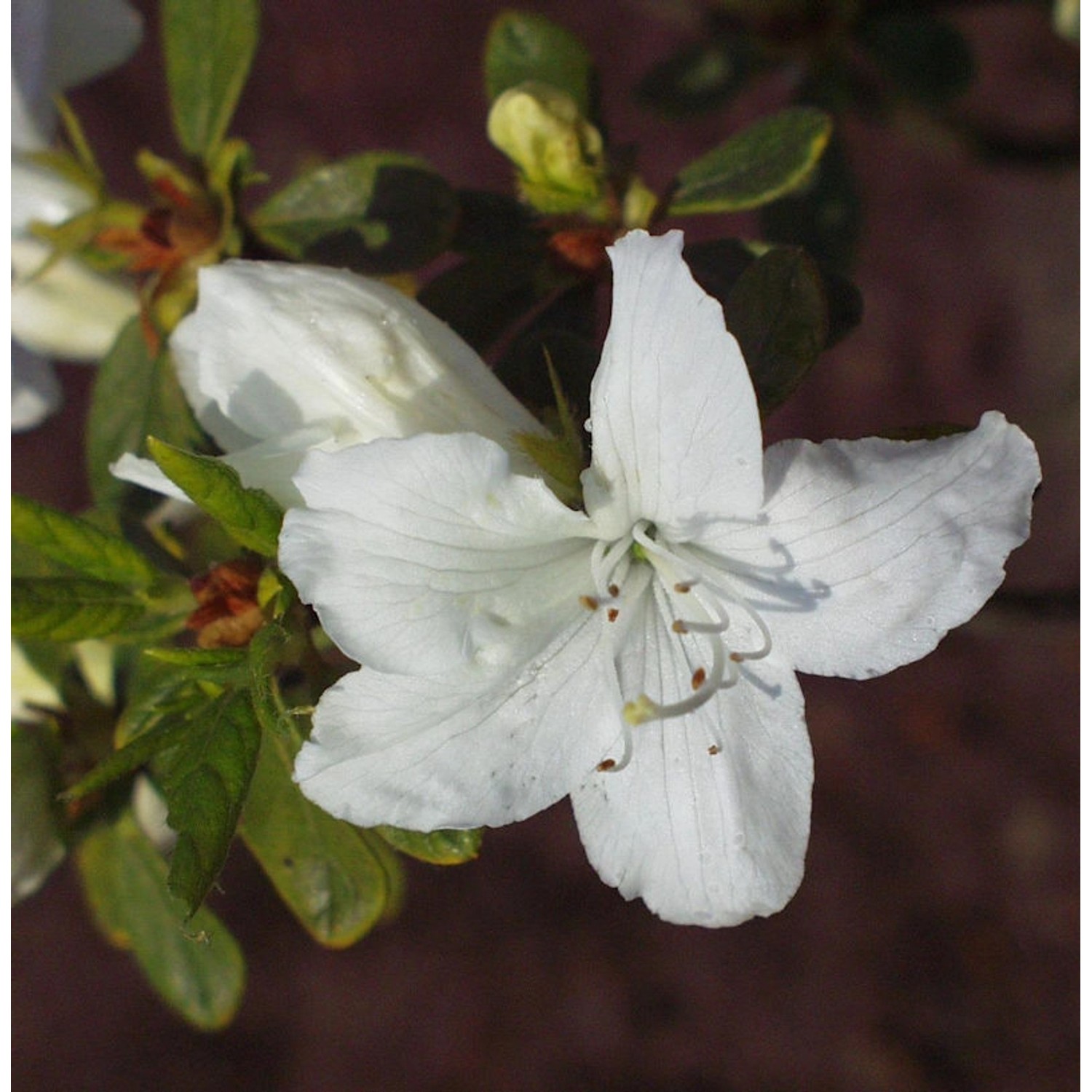 Japanische Azalee Luzi 30-40cm - Rhododendron obtusum - Zwerg Alpenrose günstig online kaufen