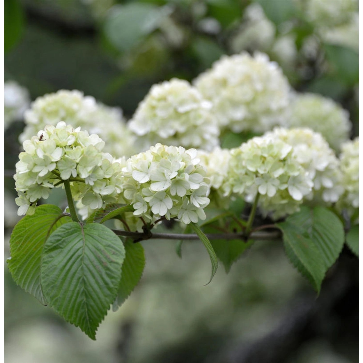 Japanischer Schneeball Rotundifolium 60-80cm - Viburnum plicatum günstig online kaufen