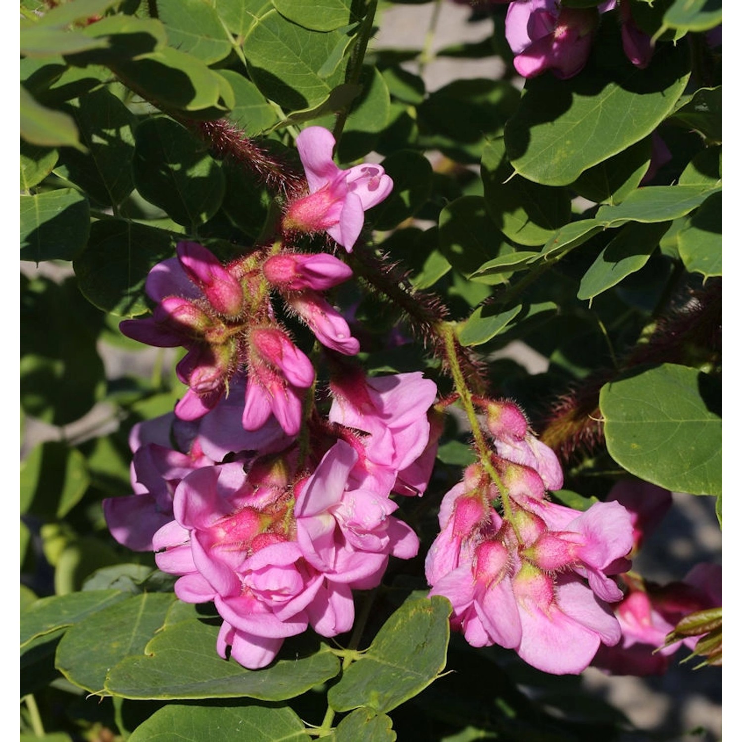 Borstenakazie Macrophylla 80-100cm - Robinia hispida günstig online kaufen