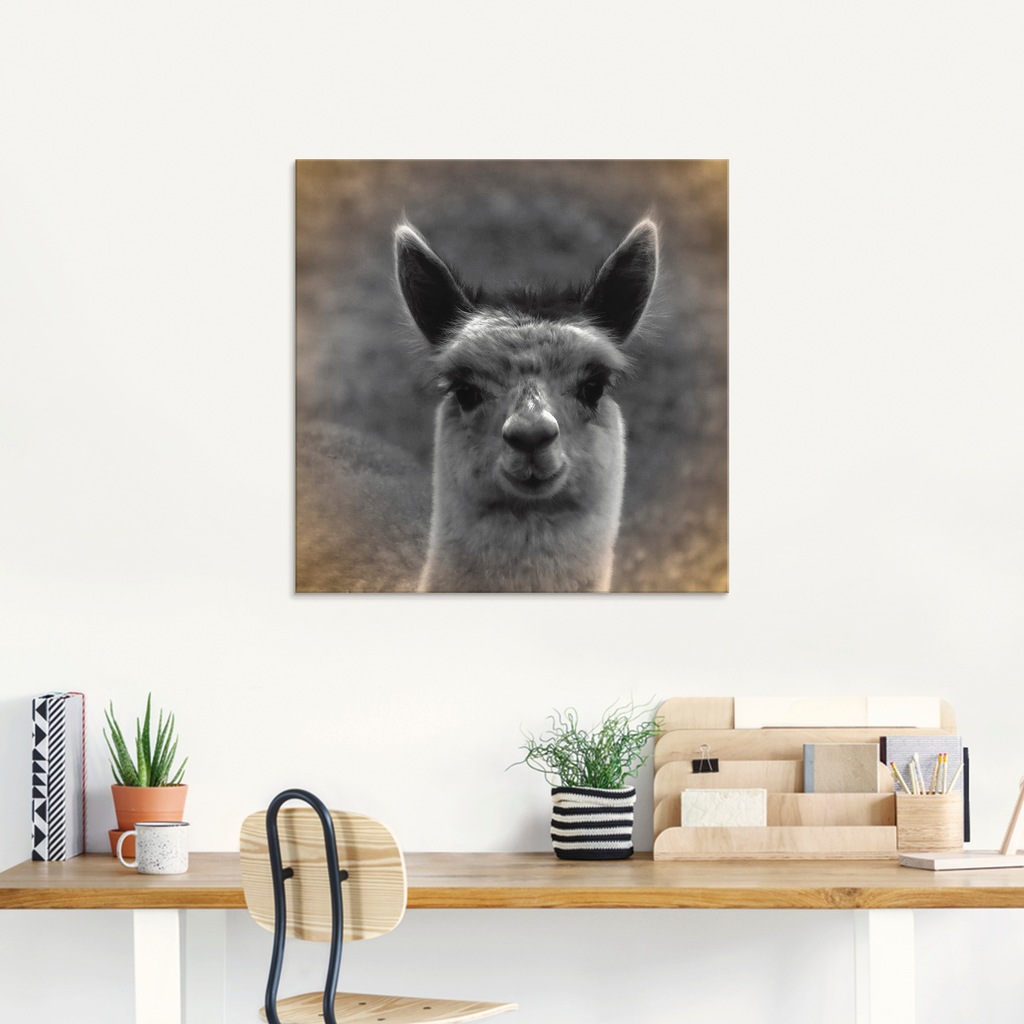 Artland Glasbild "Alpaka Blick", Wildtiere, (1 St.), in verschiedenen Größe günstig online kaufen