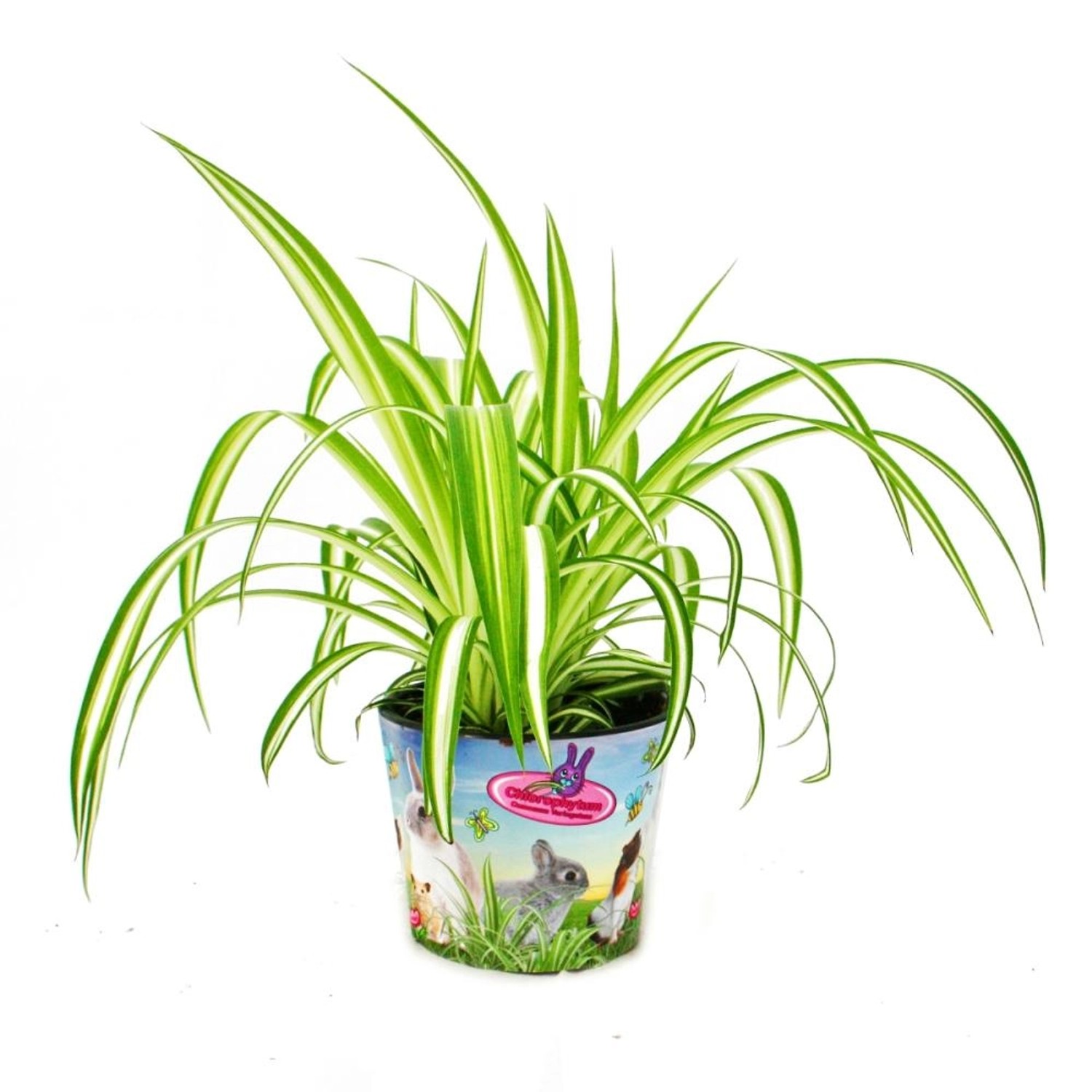 Exotenherz Set mit 3 Futterpflanzen für Heimtiere Chlorophytum Vitalfutter günstig online kaufen