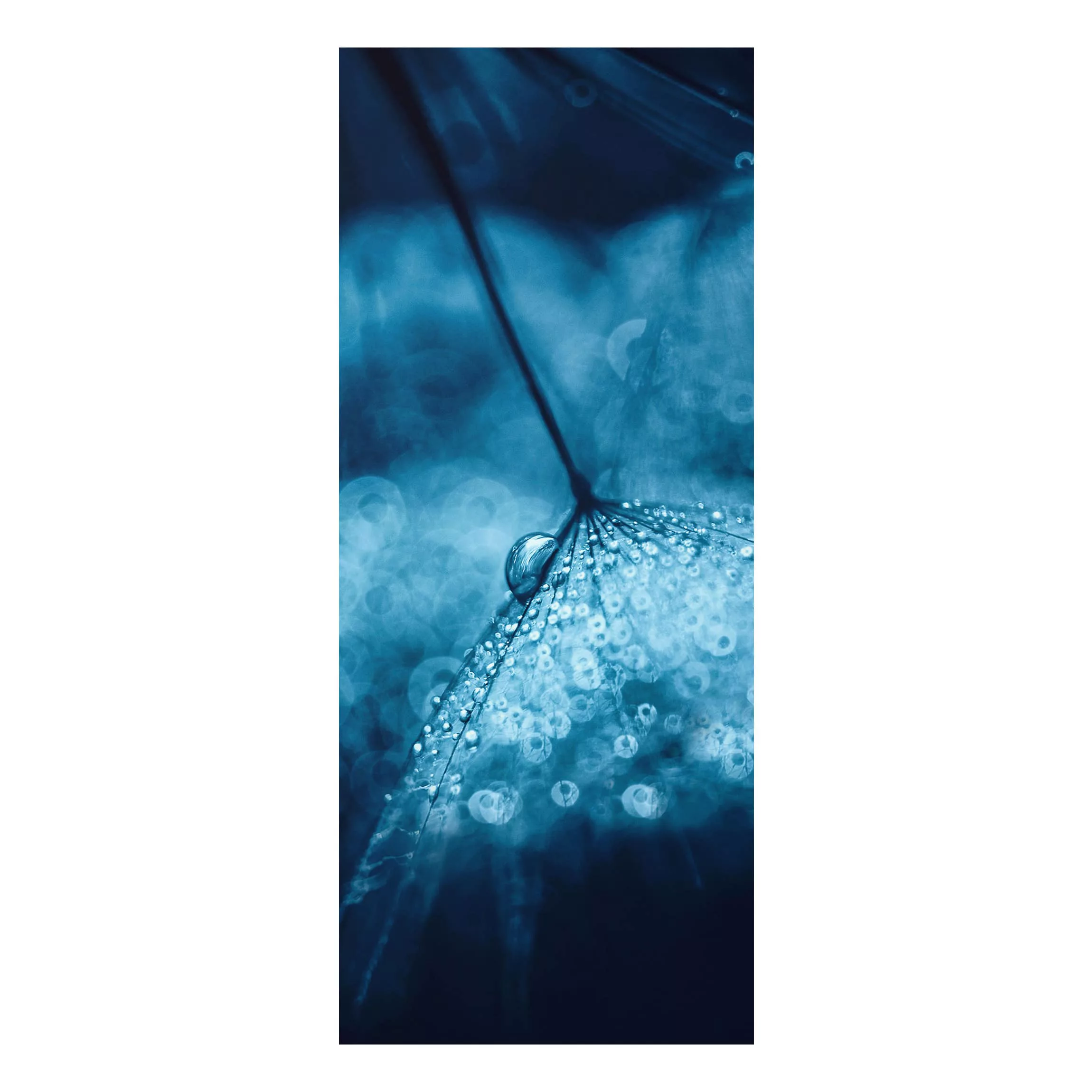 Alu-Dibond Bild Blumen - Hochformat Schmal Blaue Pusteblume im Regen günstig online kaufen