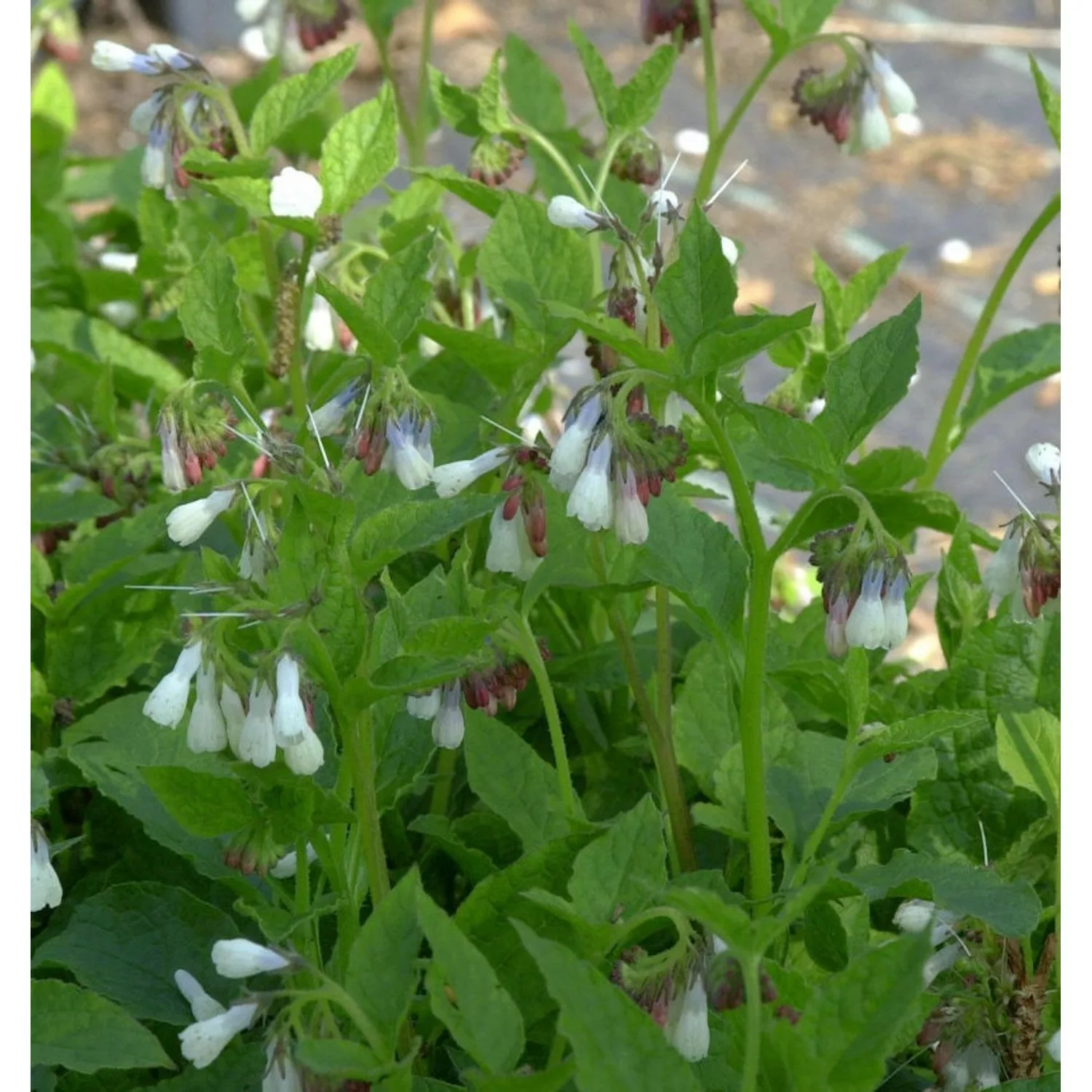 Kaukasus Beinwell Wisley Blue - Symphytum grandiflorum günstig online kaufen