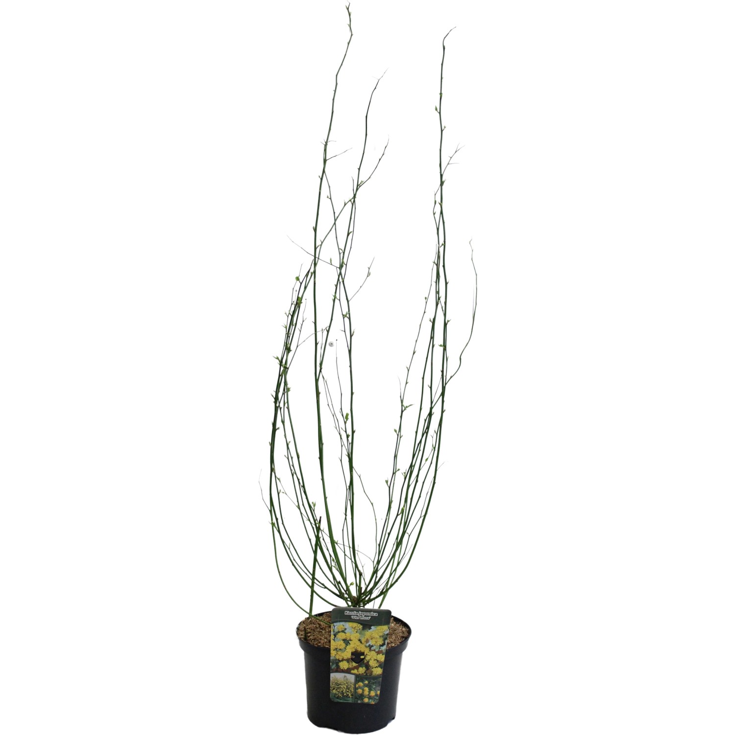 Ranunkelstrauch Pleniflora Gelb Höhe ca. 40-60 cm Topf ca. 5 l Kerria japon günstig online kaufen