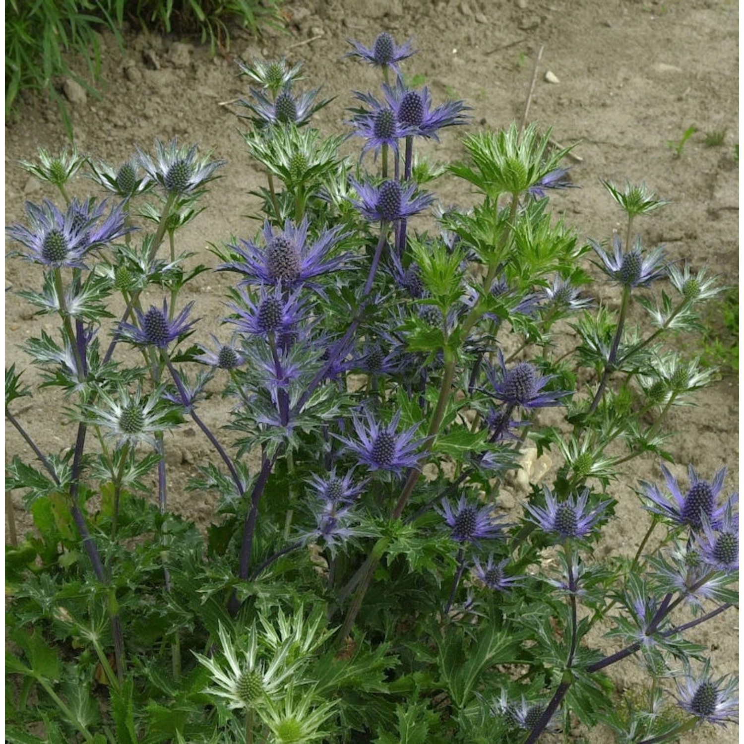 Dreiteilige Mannstreu - Eryngium tripartitum günstig online kaufen