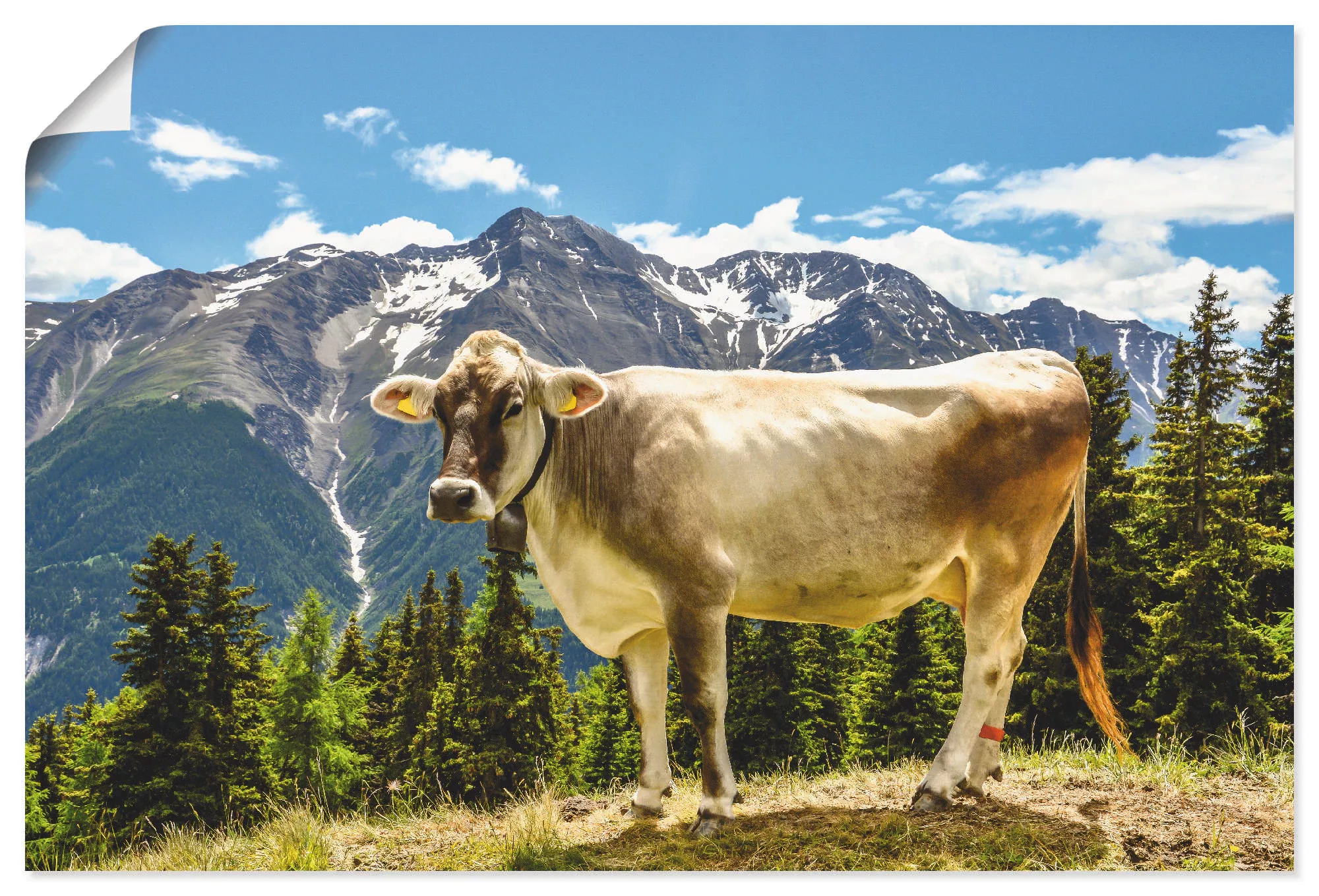 Artland Wandbild "Bergkuh in den Alpen im Sommer", Haustiere, (1 St.), als günstig online kaufen