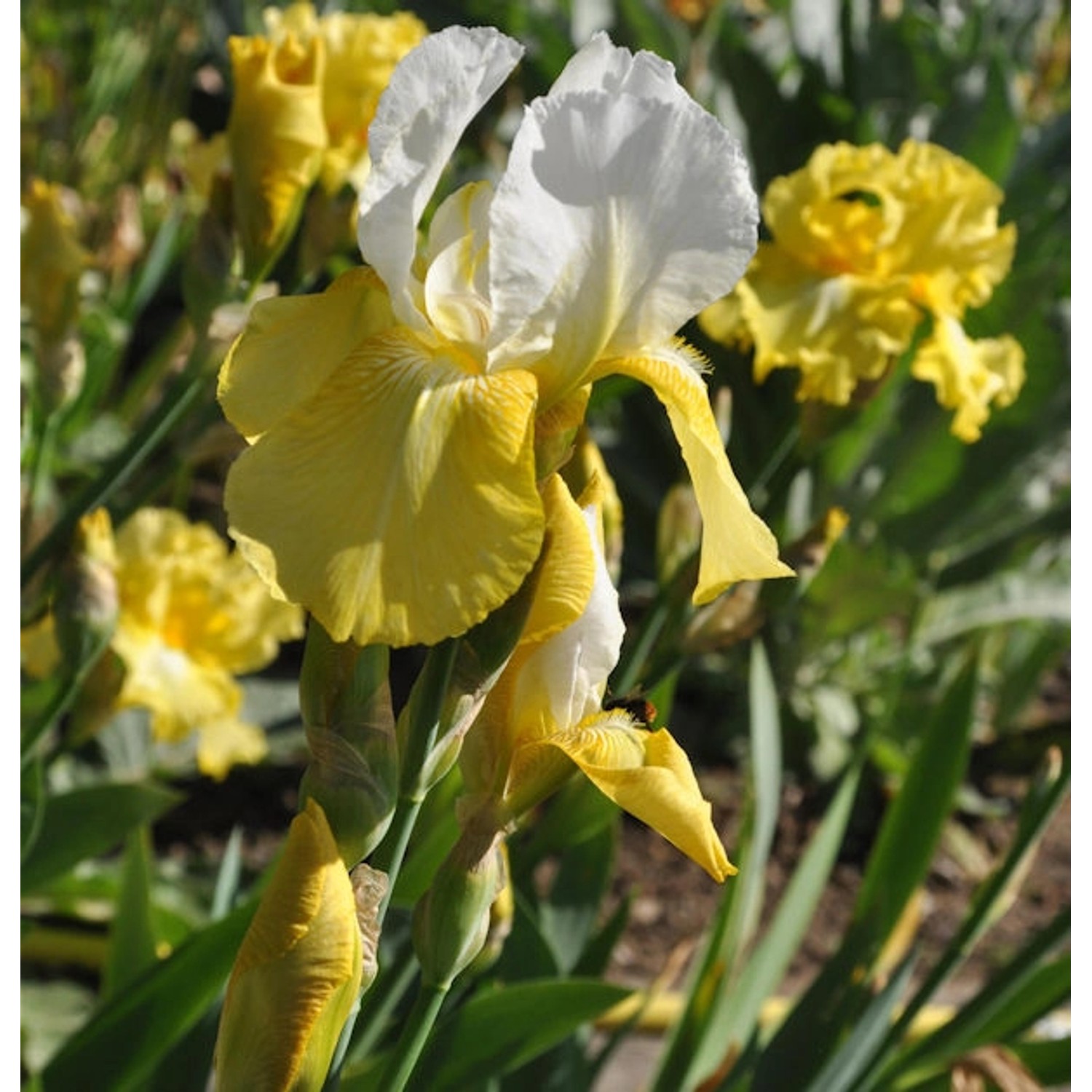 Schwertlilie Pinnacle - Iris barbata günstig online kaufen