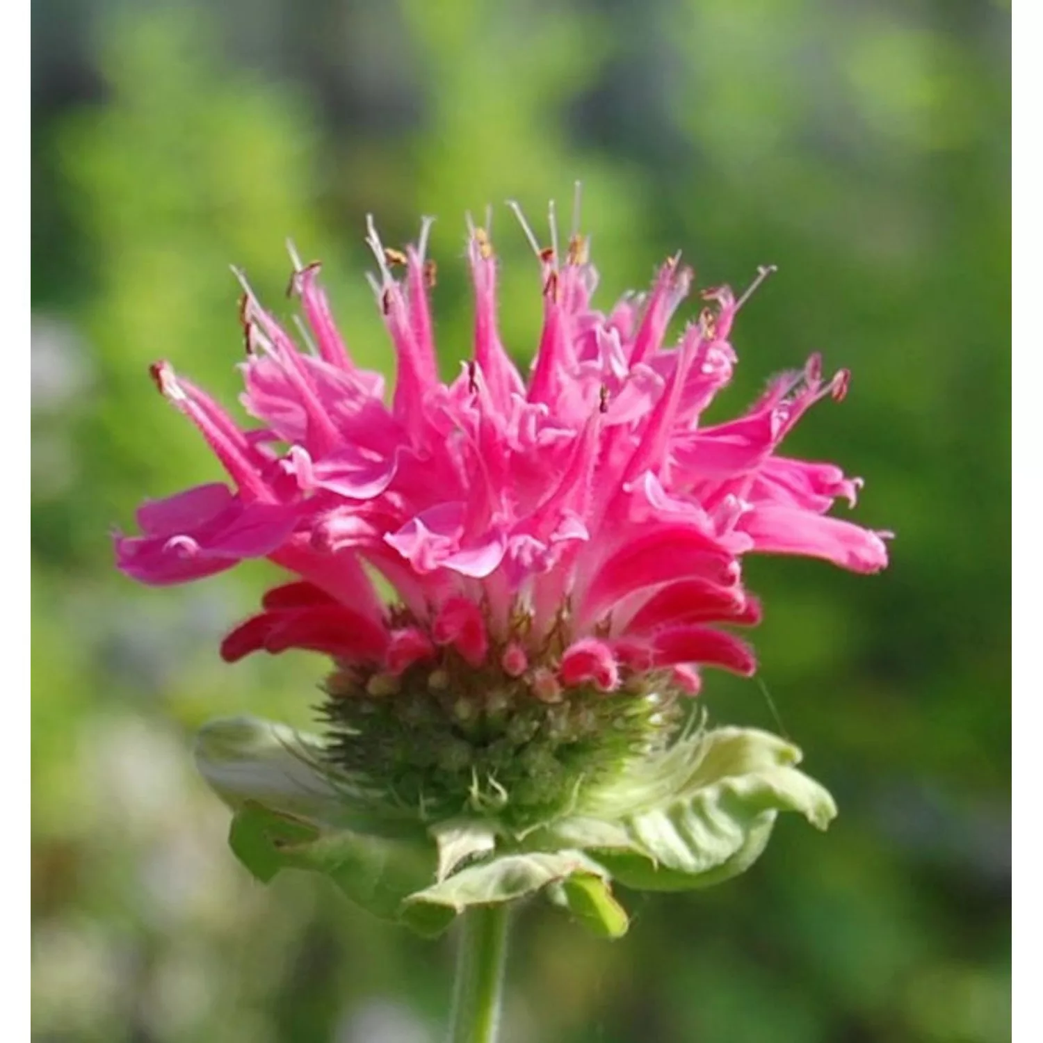 Indianernessel Marshalls Delight - Monarda fistulosa günstig online kaufen