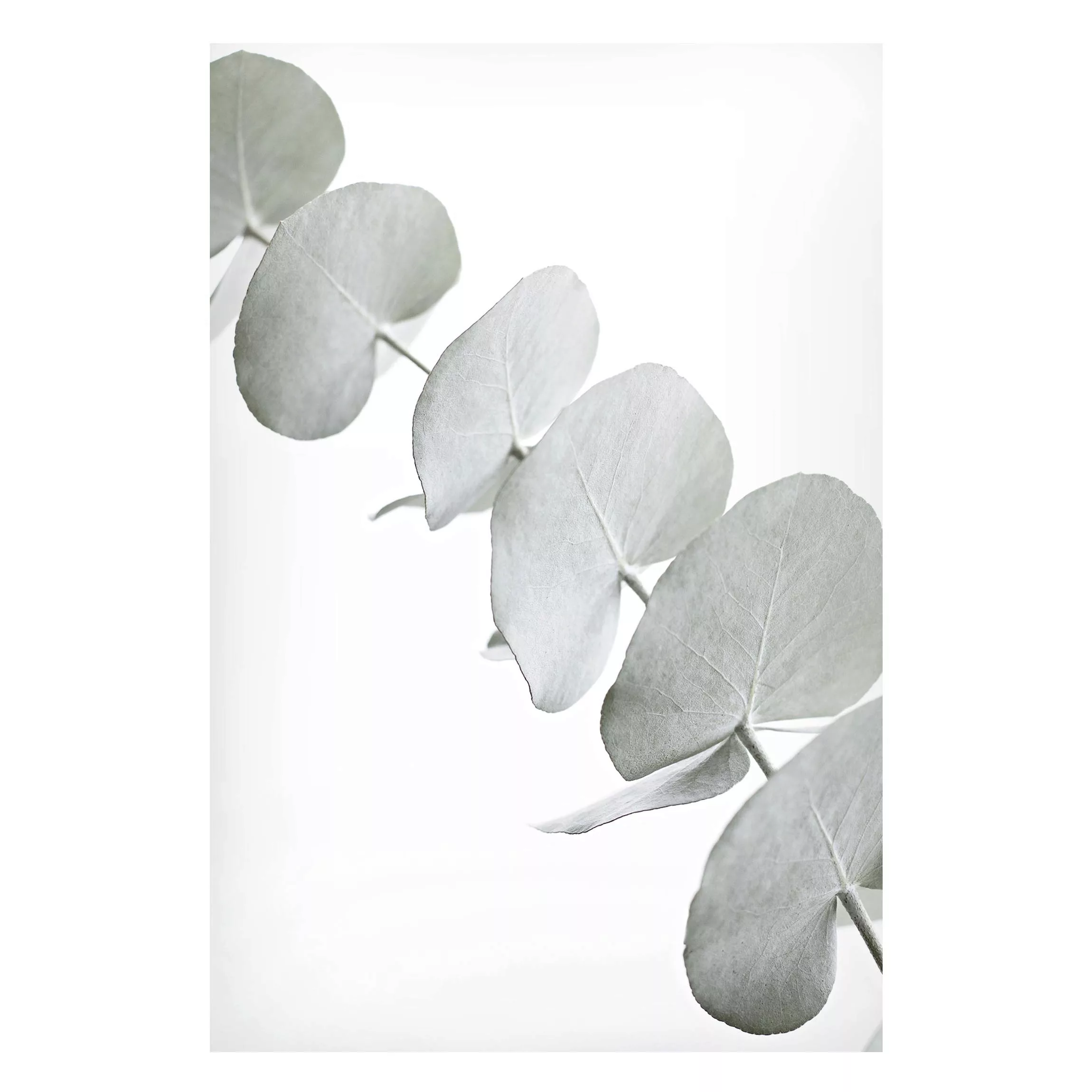 Magnettafel Eukalyptuszweig im Weißen Licht günstig online kaufen