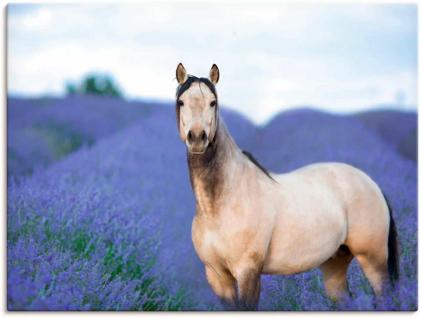 Artland Wandbild »Pferd und Blumen III«, Haustiere, (1 St.) günstig online kaufen