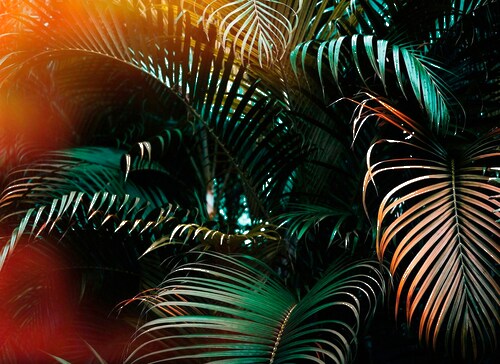 living walls Fototapete »Jungle Vlies«, 350 x 255 cm günstig online kaufen