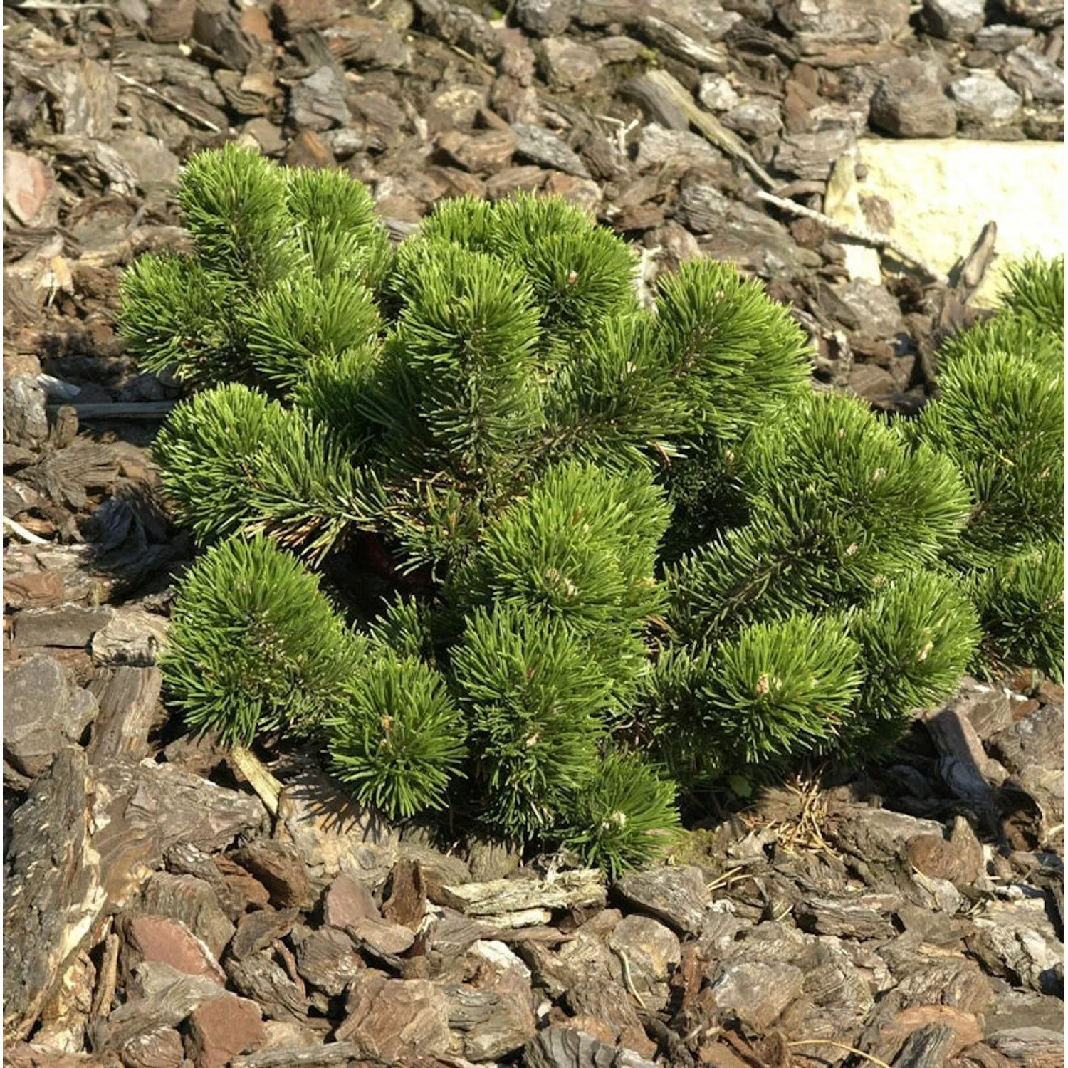 Bizarre Zwerg Kiefer Jakobsen 30-40cm - Pinus mugo günstig online kaufen
