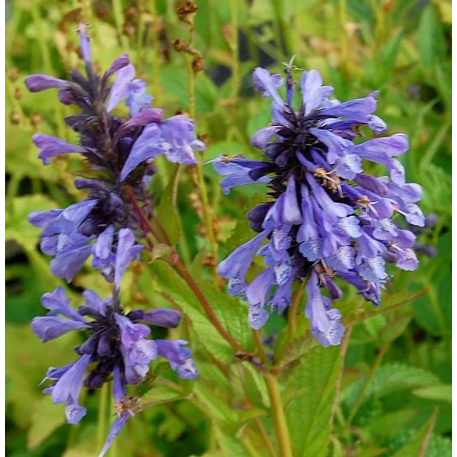 Sibirische Katzenminze - Nepeta sibirica günstig online kaufen