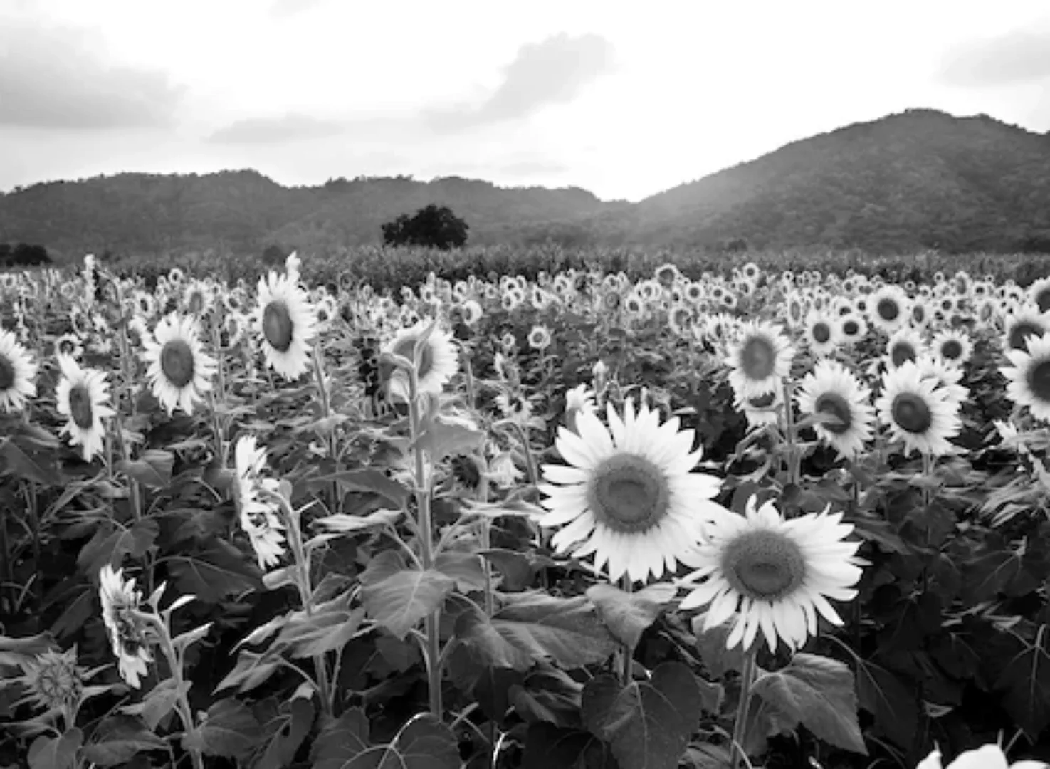 Papermoon Fototapete »Sonnenblumenfeld Schwarz & Weiß« günstig online kaufen