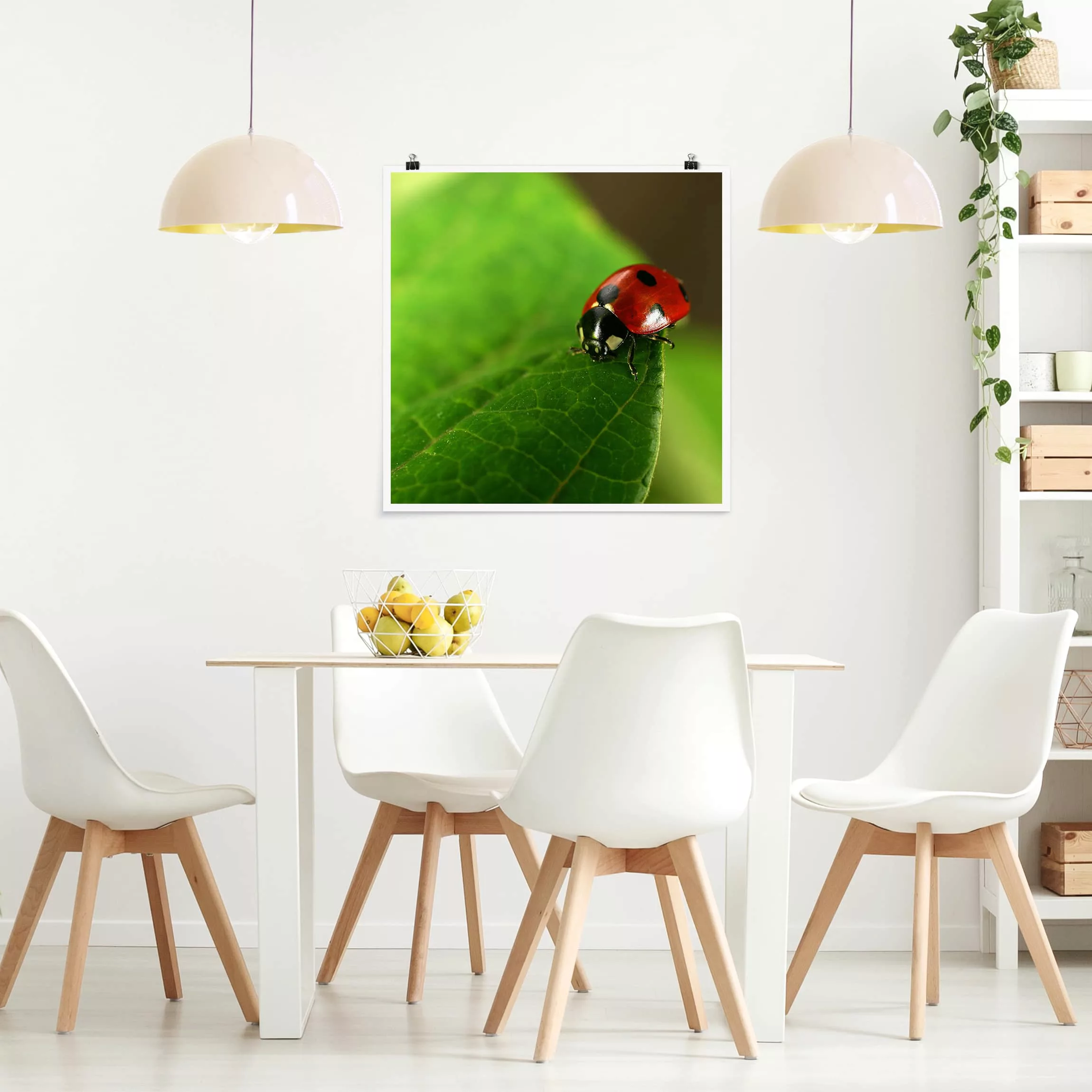 Poster Tiere - Quadrat Lady Bird günstig online kaufen