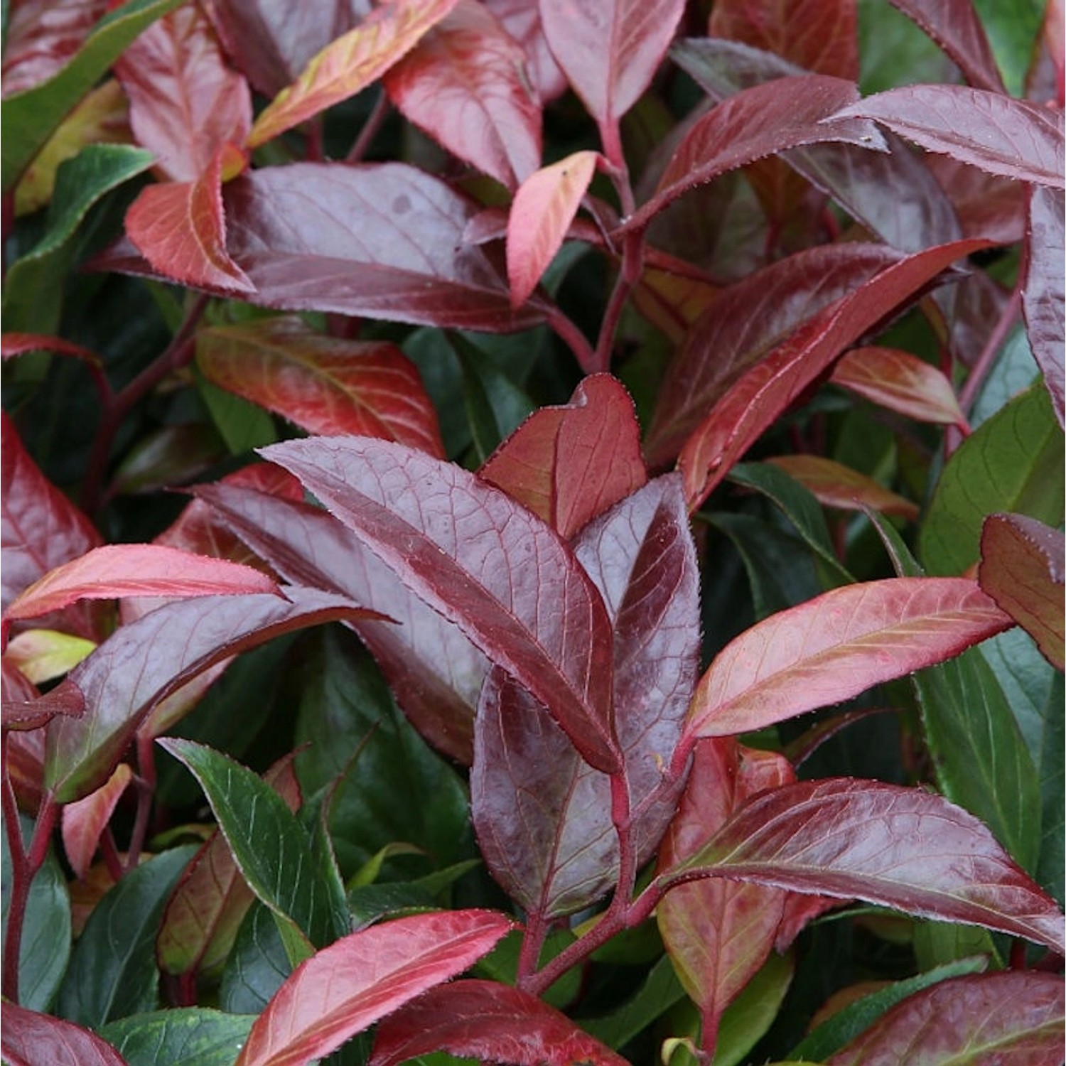 Kleine Traubenheide Royal Ruby 40-60cm - Leucothoe keikei günstig online kaufen