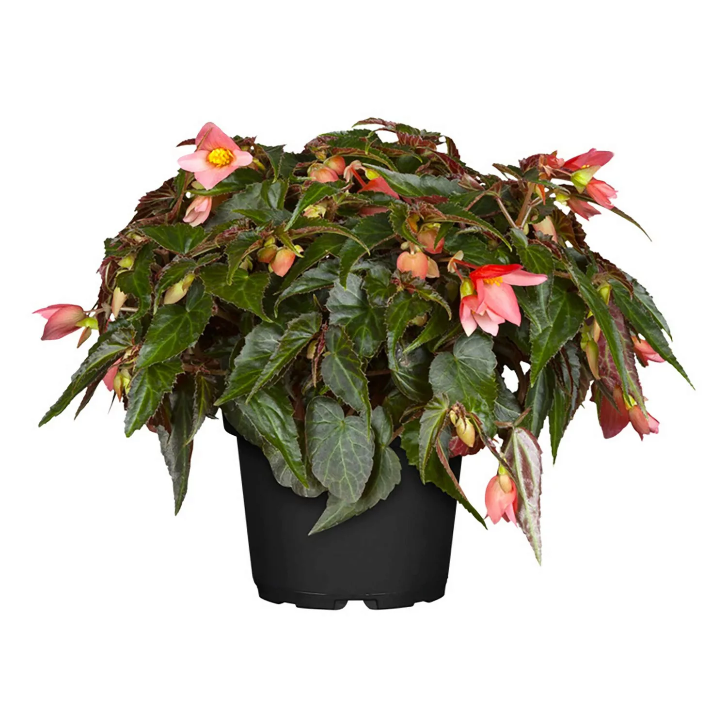 Hängebegonie Topf-Ø ca. 12 cm Begonia boliviensis günstig online kaufen