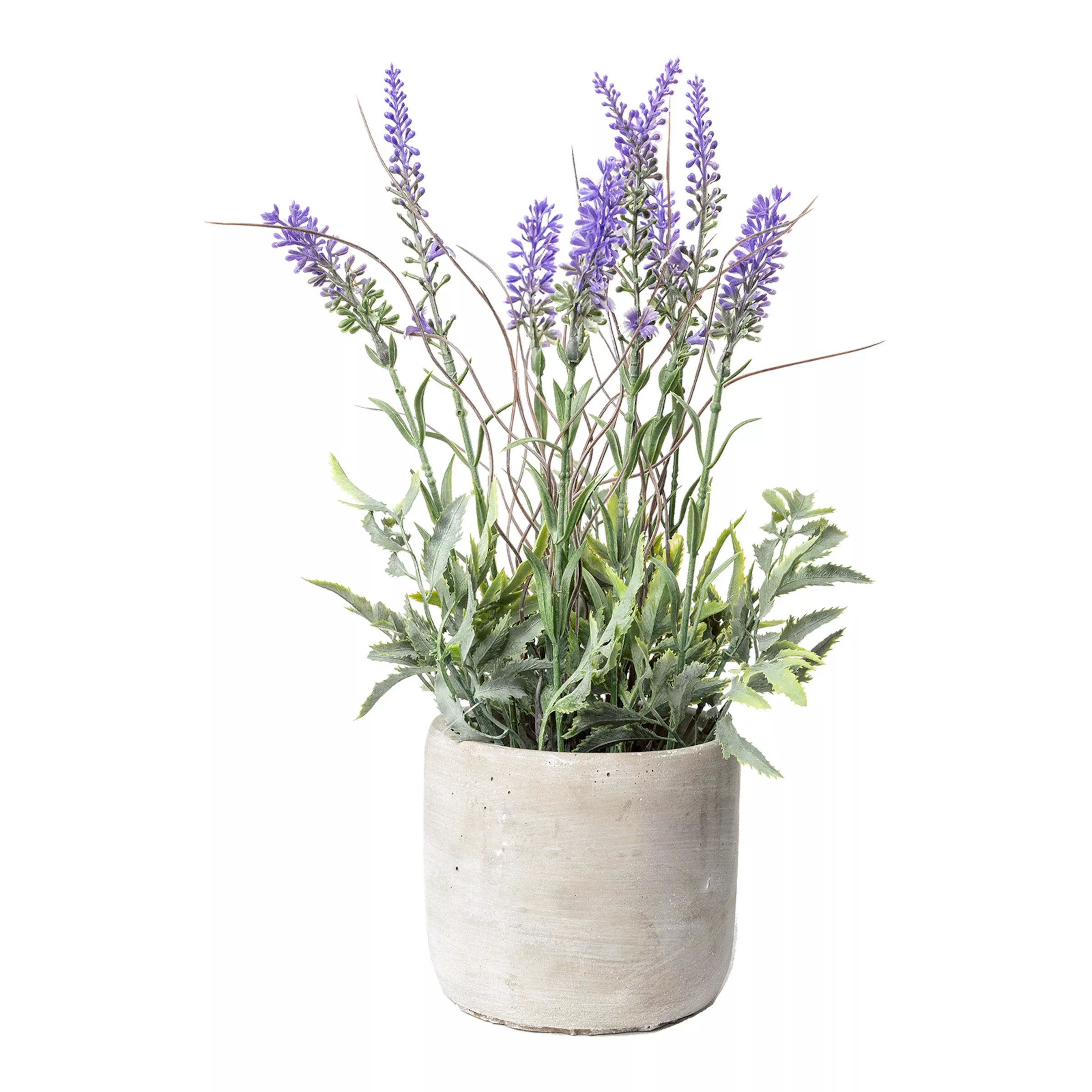 Lavendel im Zementtopf ca. 32cm günstig online kaufen