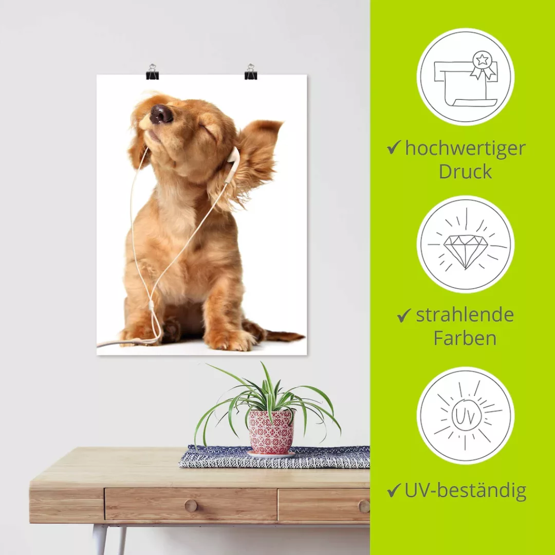 Artland Wandbild "Junger Hund hört Musik über Kopfhörer", Haustiere, (1 St. günstig online kaufen