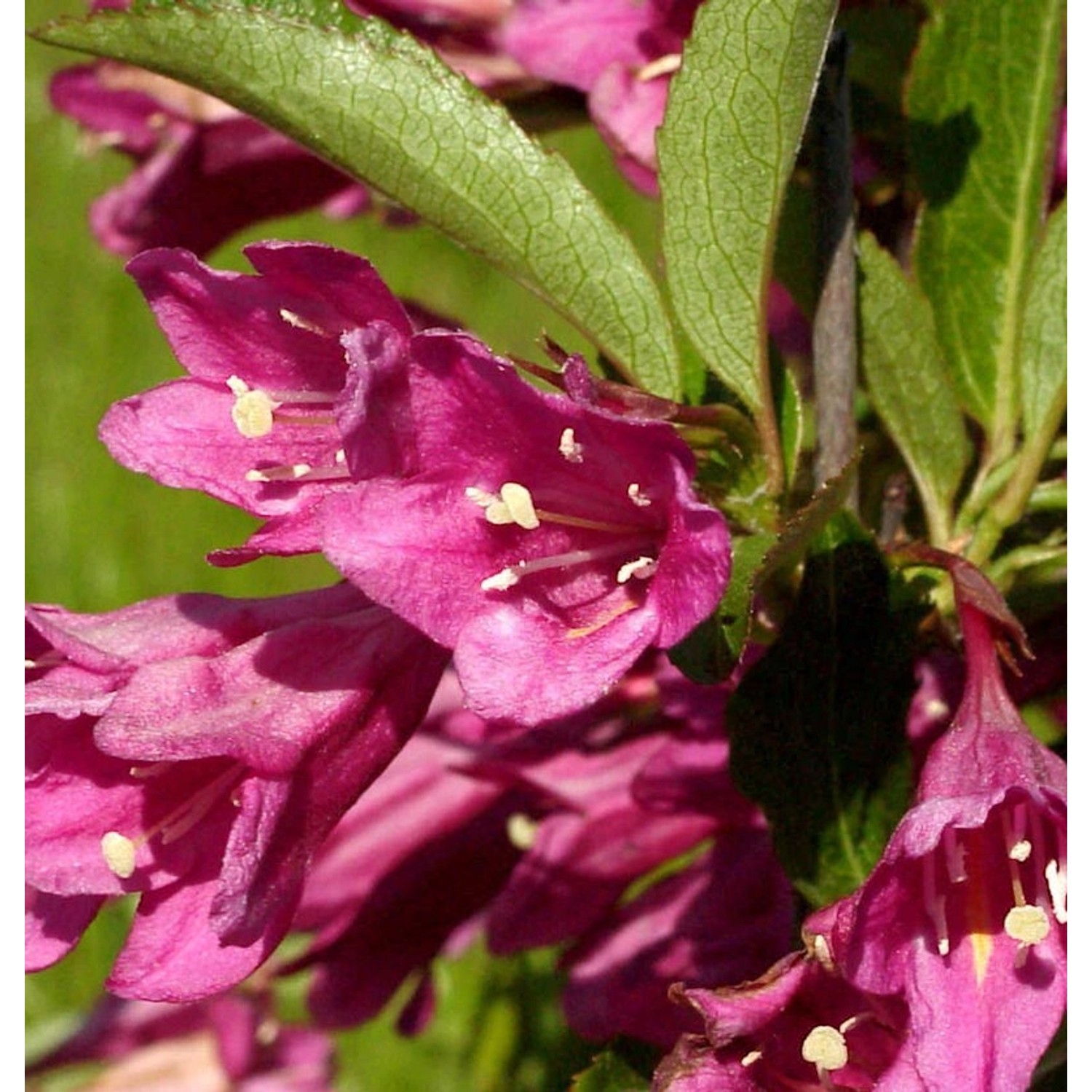 Weigelie Picobella Rosa 40-60cm - Weigela florida günstig online kaufen