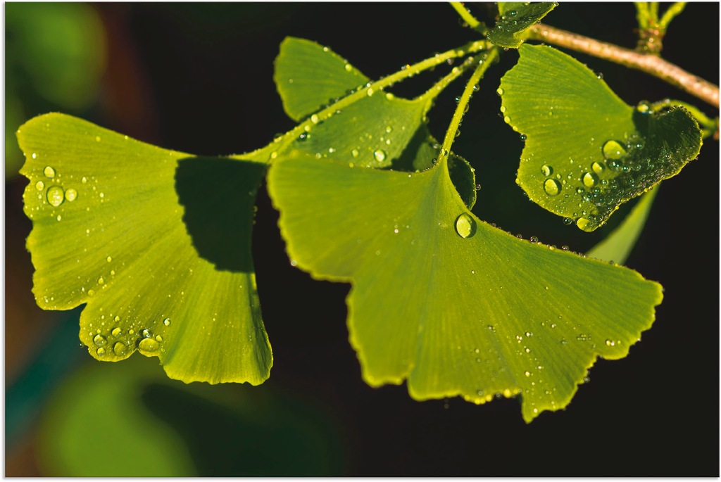 Artland Wandbild "Ginkgo Blätter", Blätter, (1 St.), als Alubild, Outdoorbi günstig online kaufen