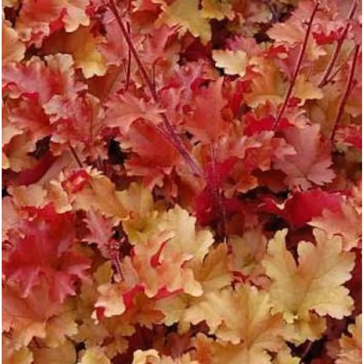 Purpurglöckchen Creme Brülee - Heuchera brizoides günstig online kaufen