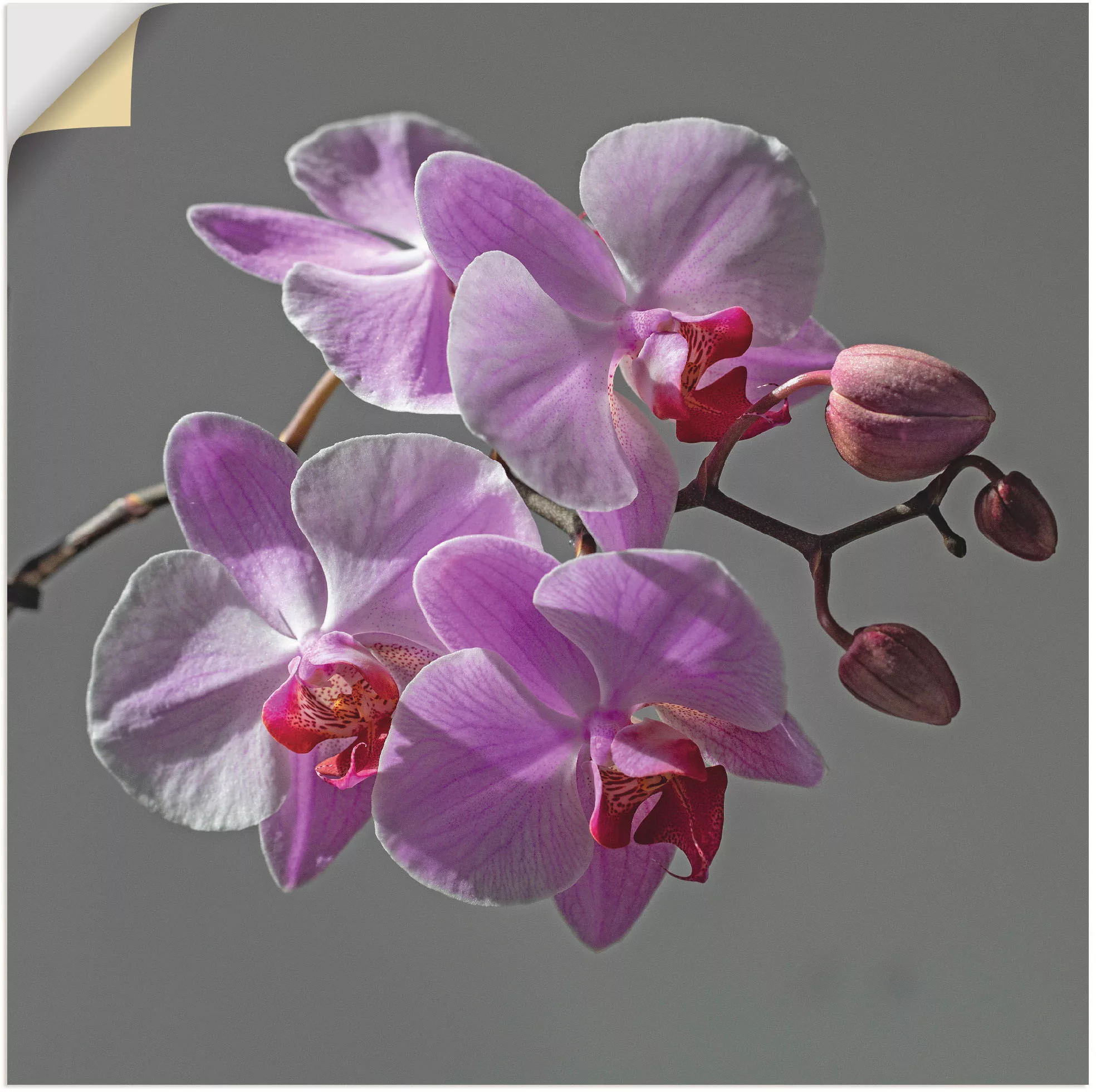 Artland Wandbild "Orchideentraum", Blumen, (1 St.), als Leinwandbild, Wanda günstig online kaufen