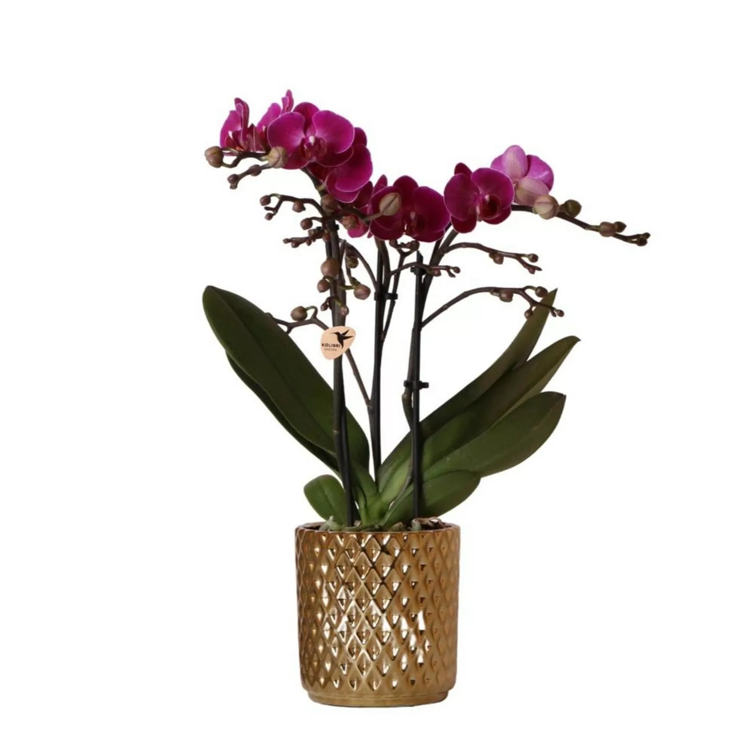 Kolibri Orchids Lila Phalaenopsis Orchidee Morelia & Diamant Dekotopf Gold günstig online kaufen