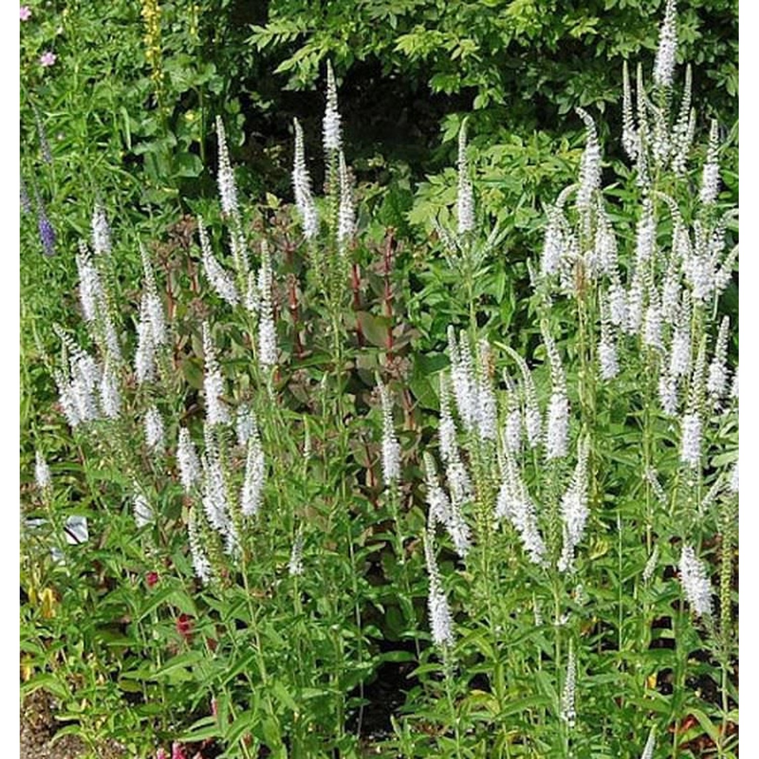 Hoher Wiesenehrenpreis Schneeriesin - Veronica longifolia günstig online kaufen