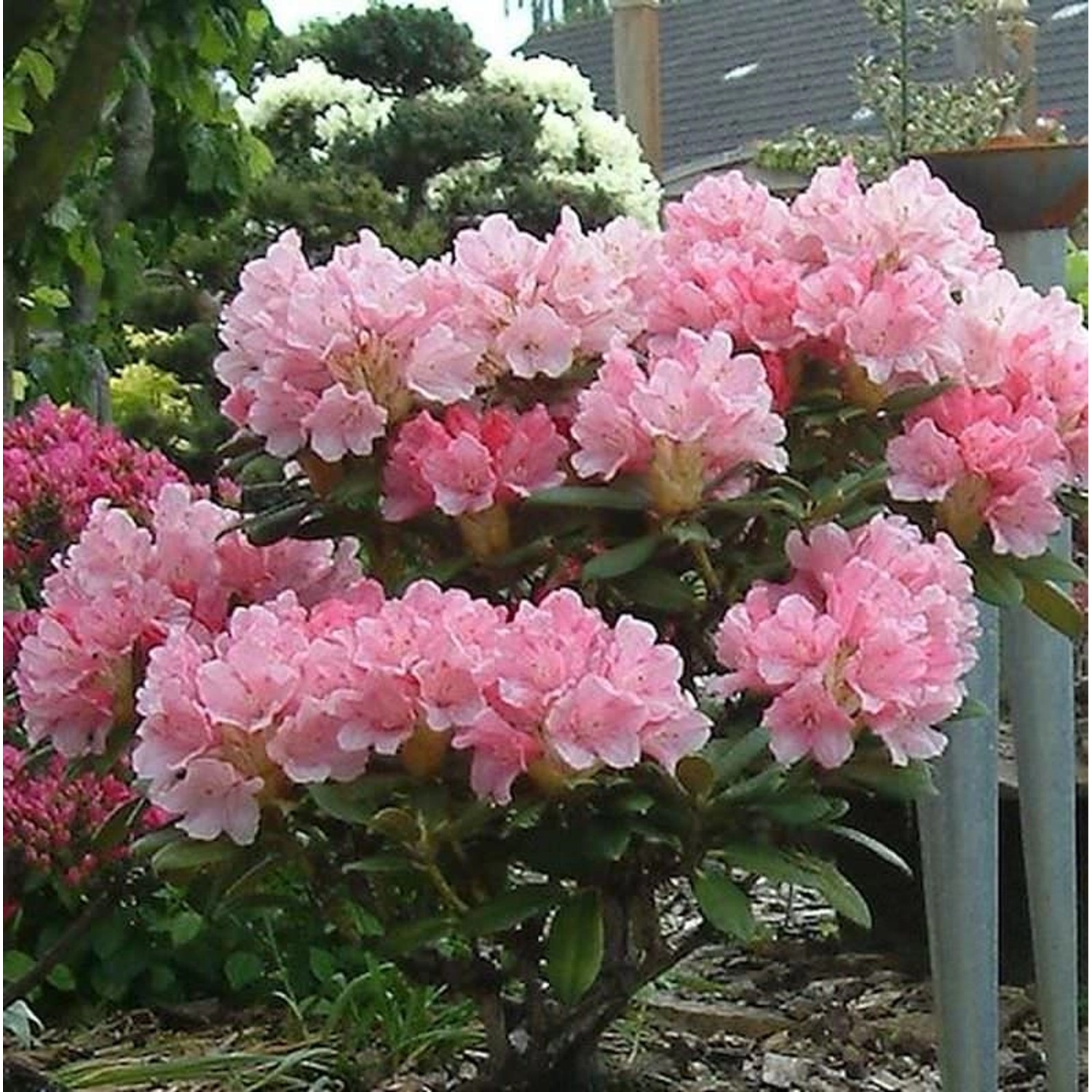 INKARHO - Rhododendron Loreley 25-30cm - Rhododendron yakushimanum günstig online kaufen