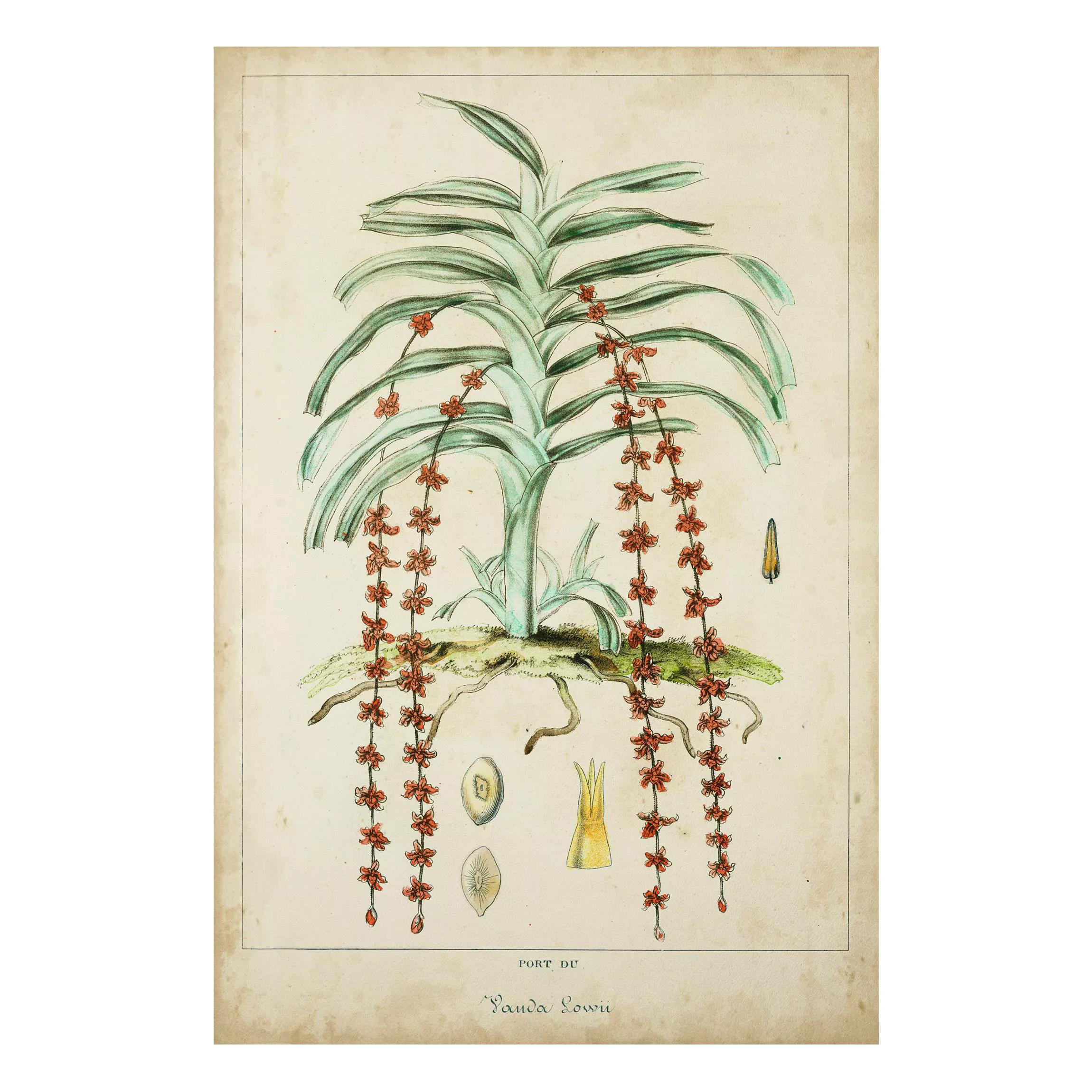 Forexbild Blumen - Hochformat Vintage Lehrtafel Exotische Palmen IV günstig online kaufen