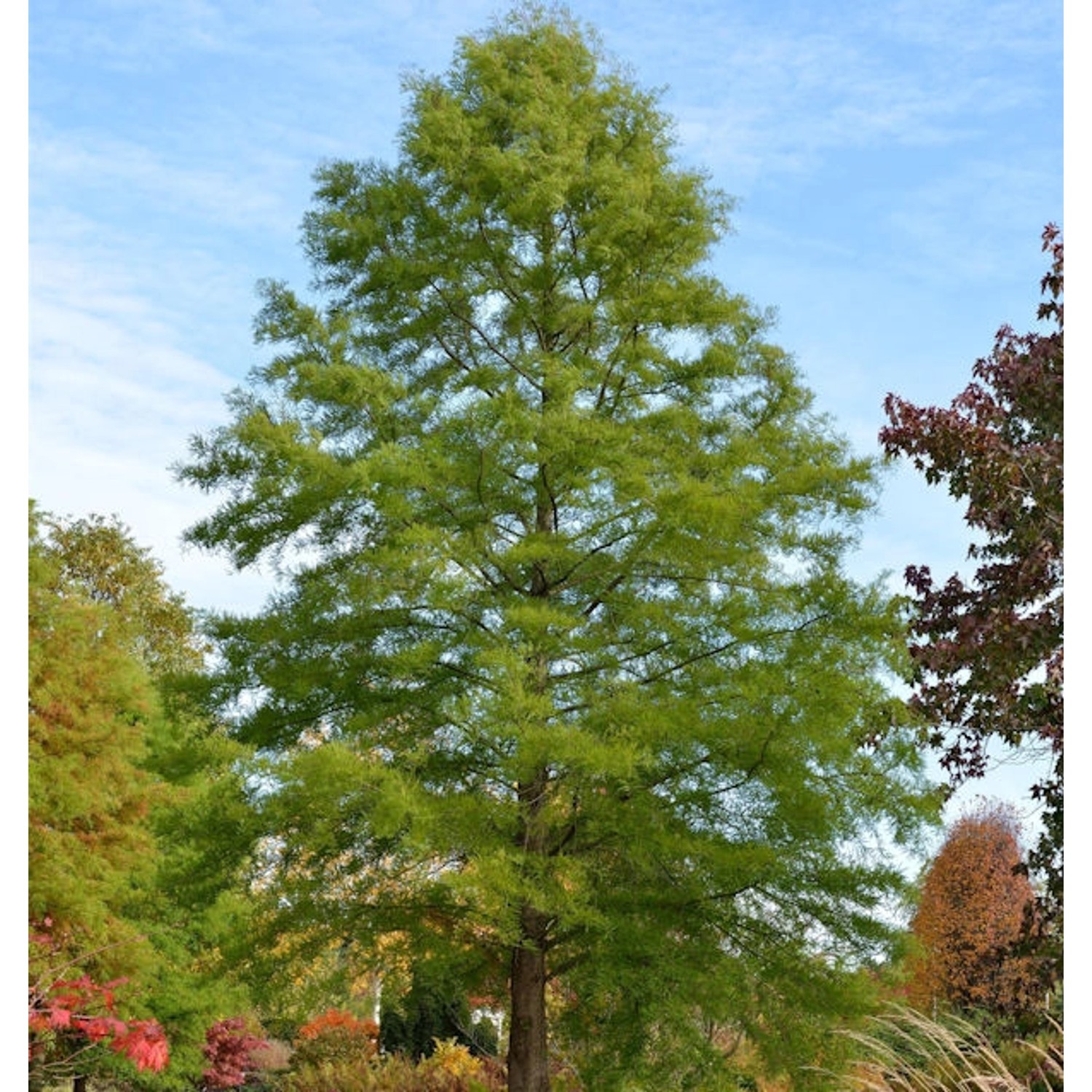 Sumpfzypresse 100-125cm - Taxodium distichum günstig online kaufen