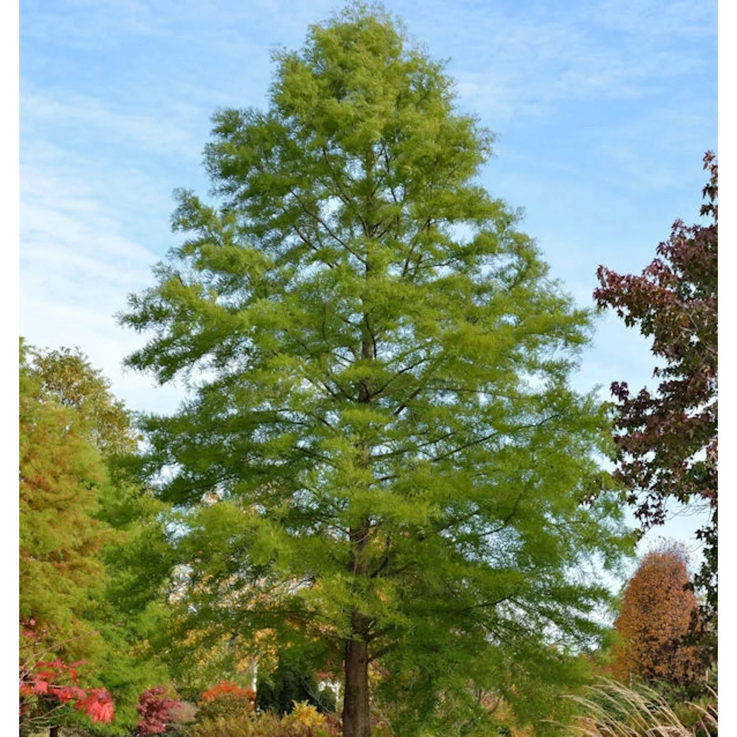 Sumpfzypresse 100-125cm - Taxodium distichum günstig online kaufen