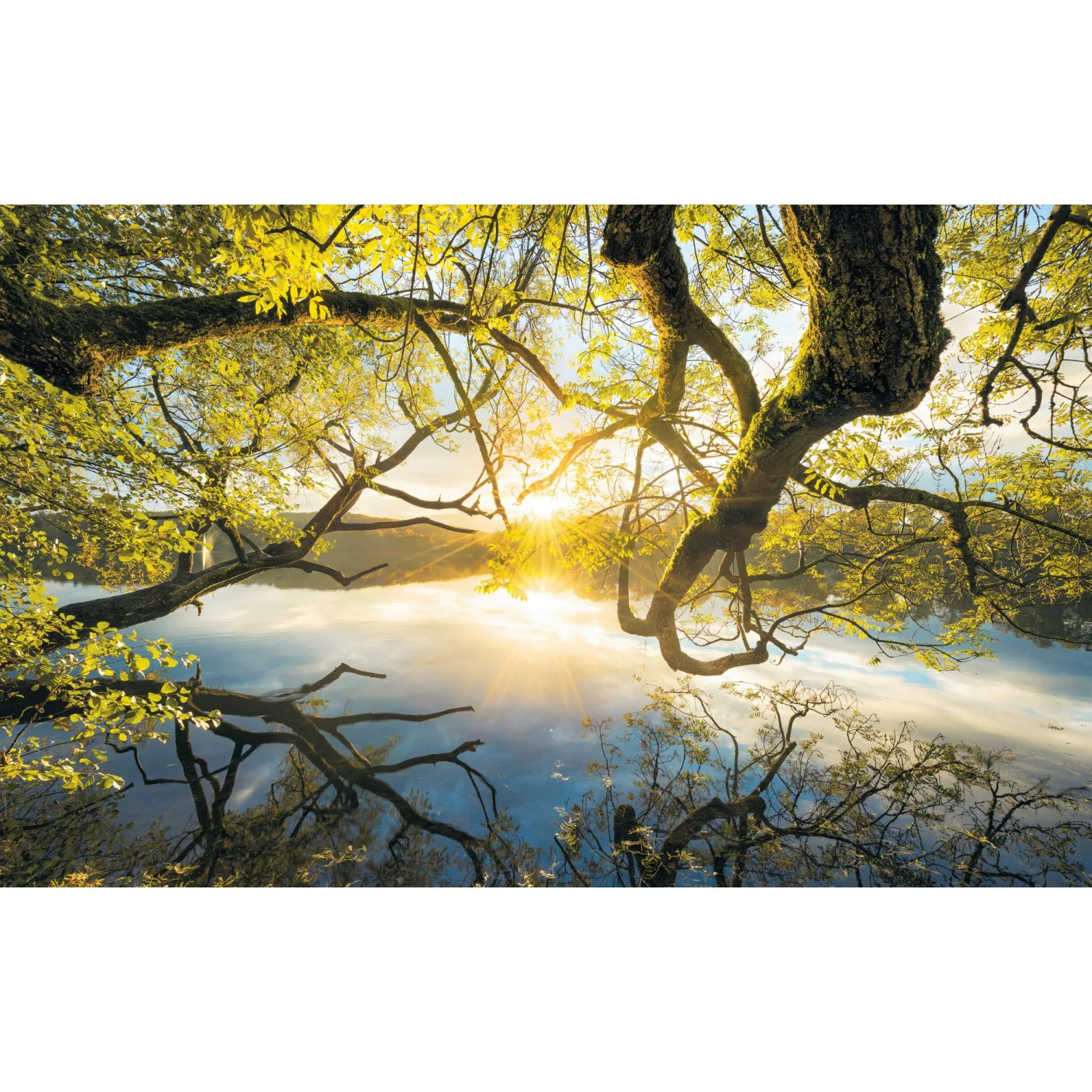 Komar Vliestapete »Golden Embrace«, 400x250 cm (Breite x Höhe), Vliestapete günstig online kaufen
