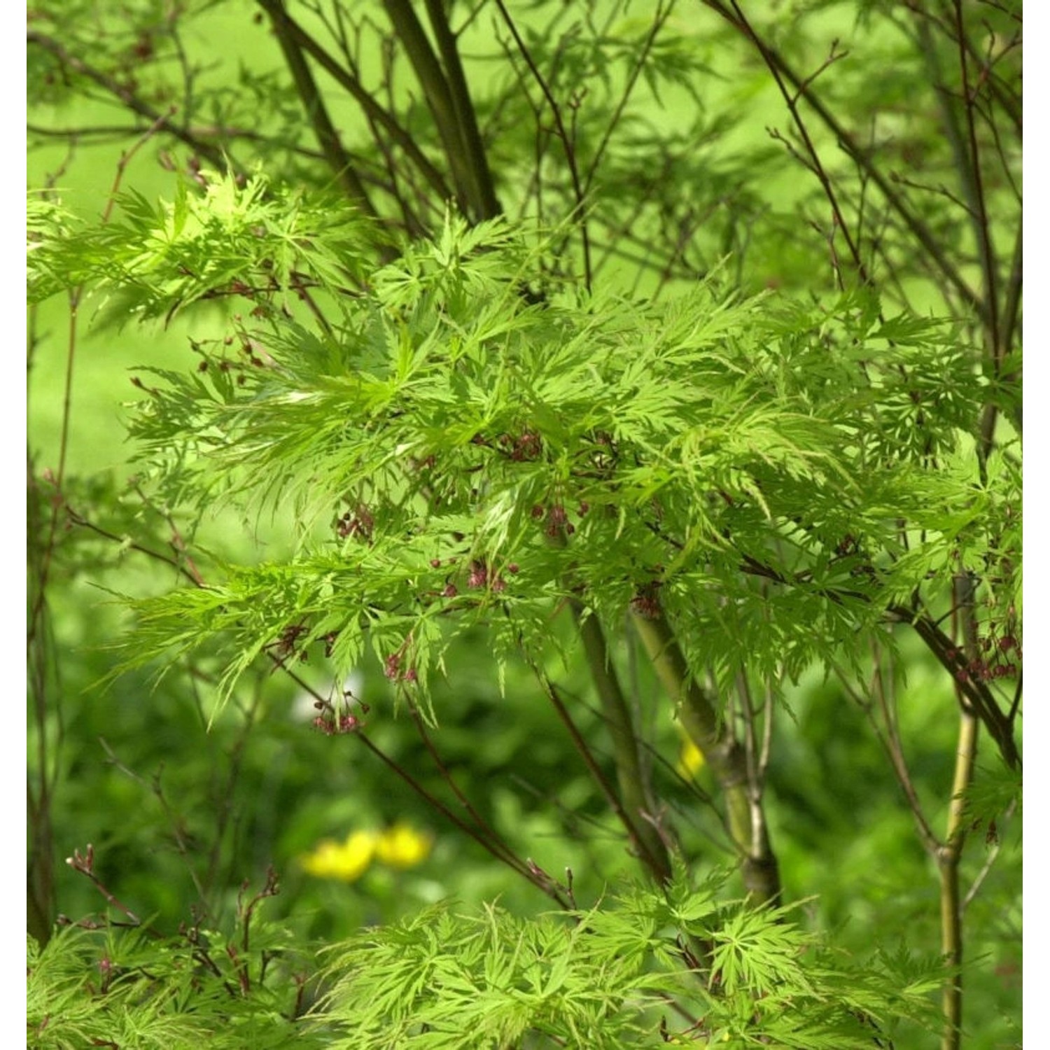 Geschlitztblättriger Fächer Ahorn Seiryu 80-100cm - Acer palmatum günstig online kaufen