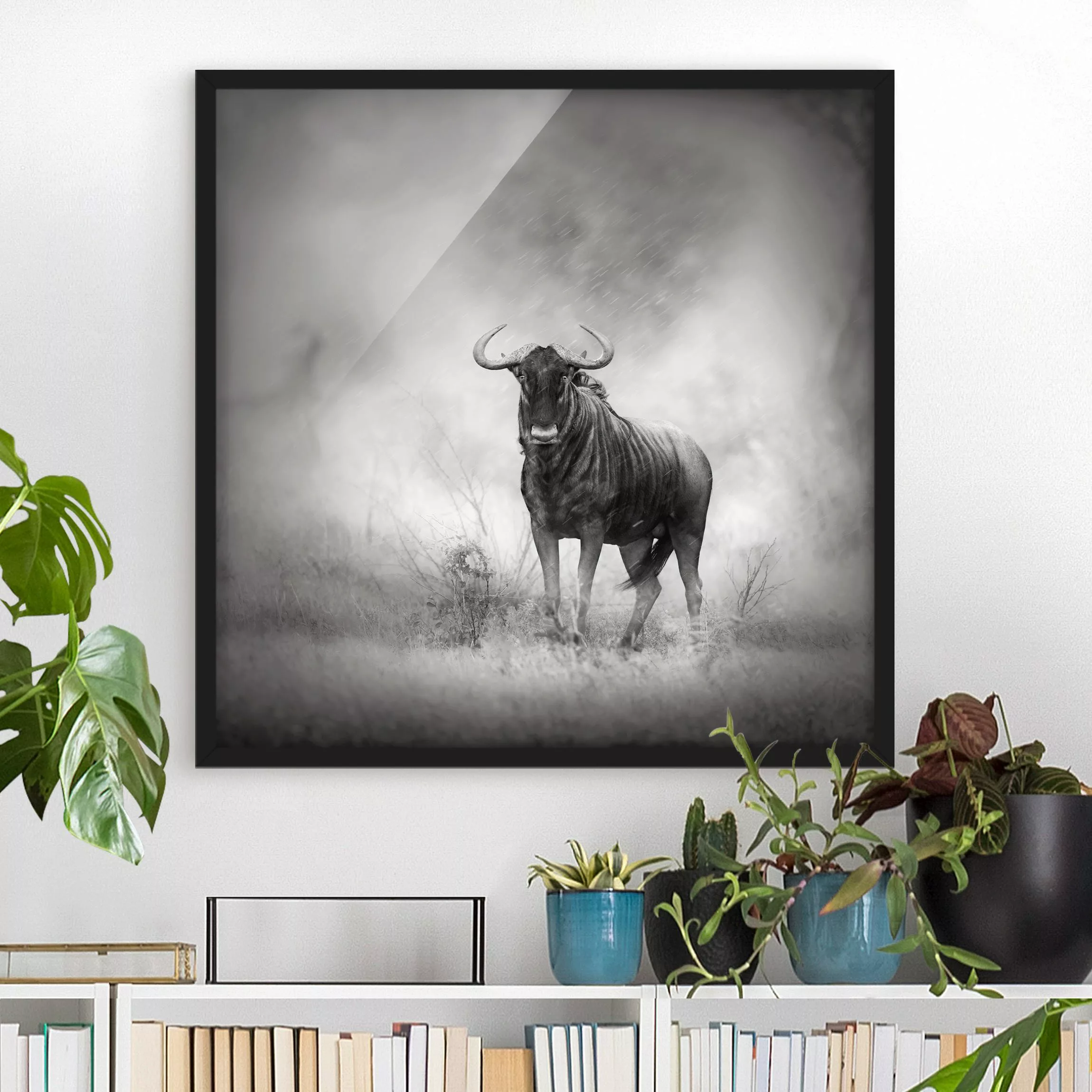 Bild mit Rahmen Schwarz-Weiß - Quadrat Staring Wildebeest günstig online kaufen