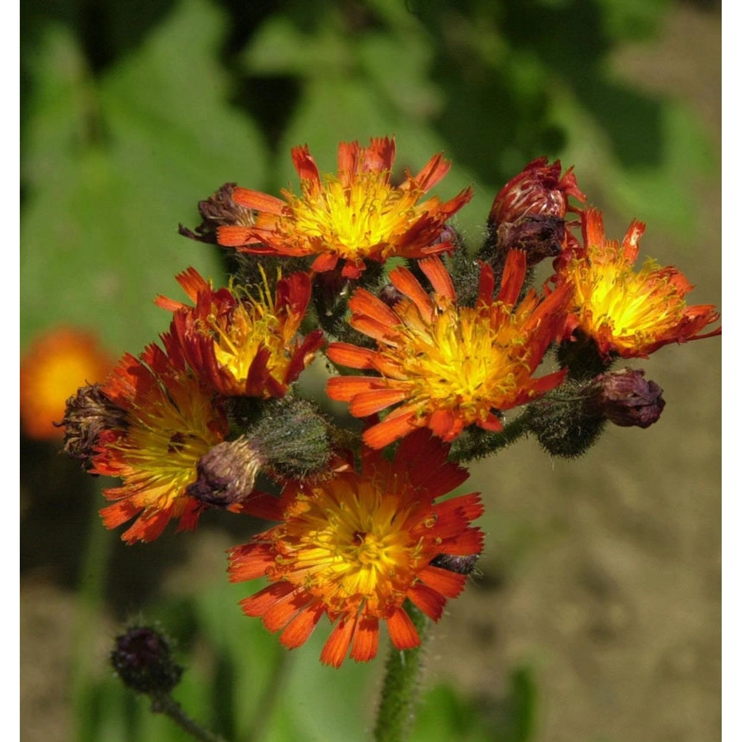 Rotes Habichtskraut - Hieracium rubrum günstig online kaufen