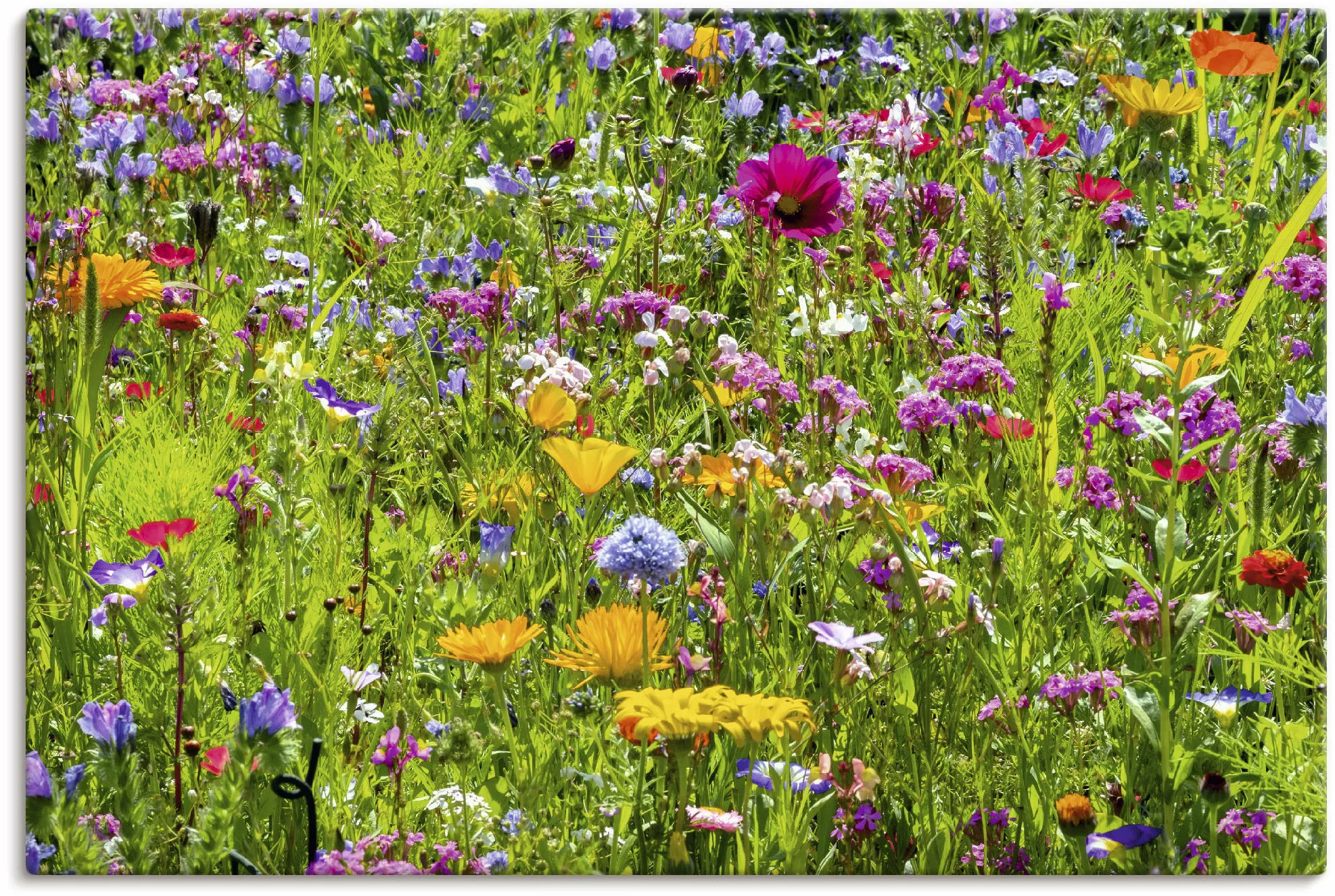 Artland Wandbild "Bunte Blumenwiese", Blumenwiese, (1 St.), als Alubild, Ou günstig online kaufen