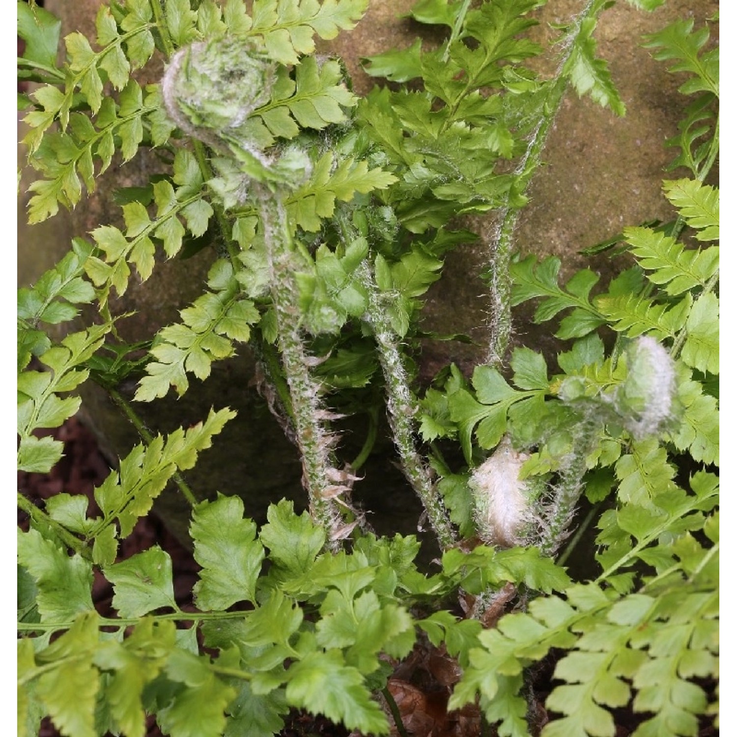 Weicher Schildfarn - Polystichum setiferum günstig online kaufen