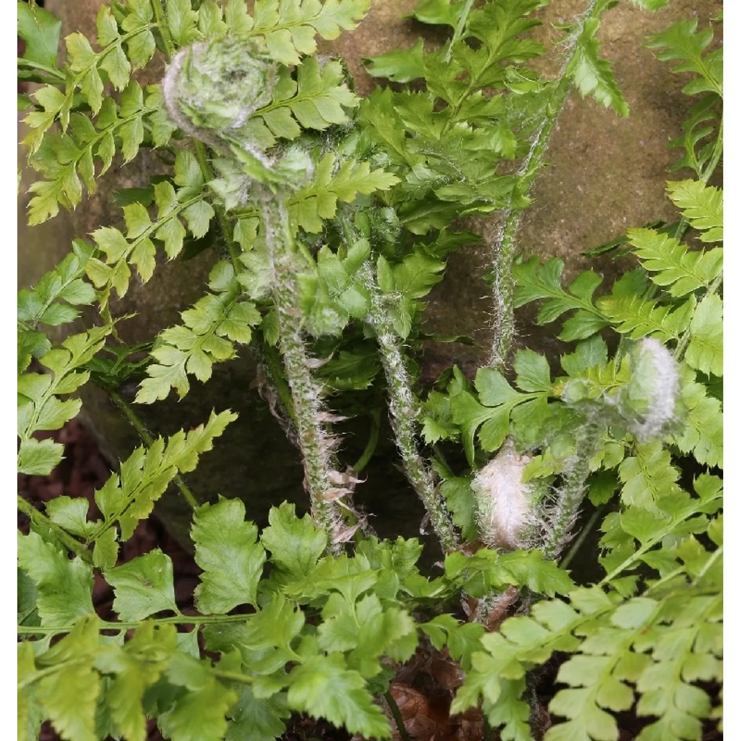 Weicher Schildfarn - großer Topf - Polystichum setiferum günstig online kaufen