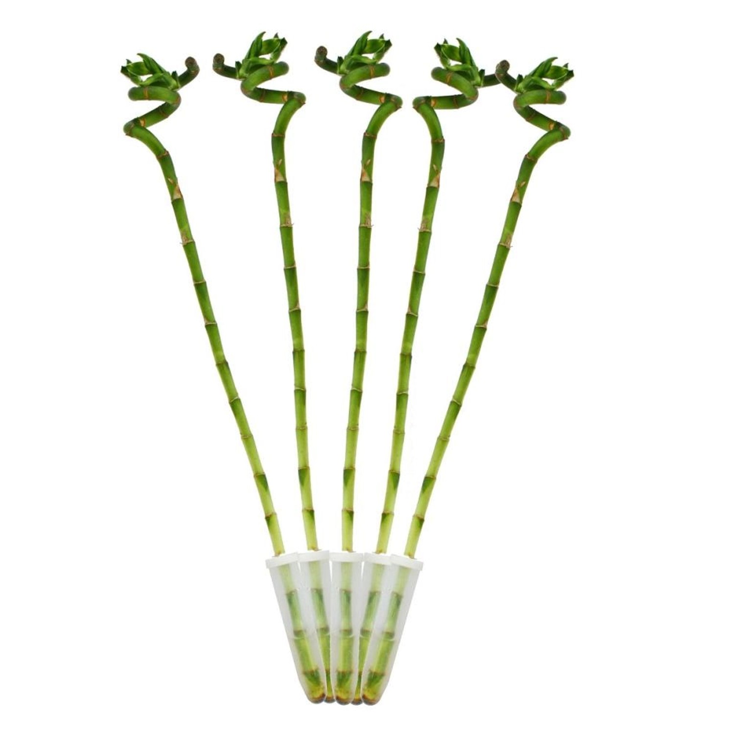 Exotenherz 5Er Set Glücksbambus Lucky Bamboo Spiralförmig im Röhrchen Draca günstig online kaufen