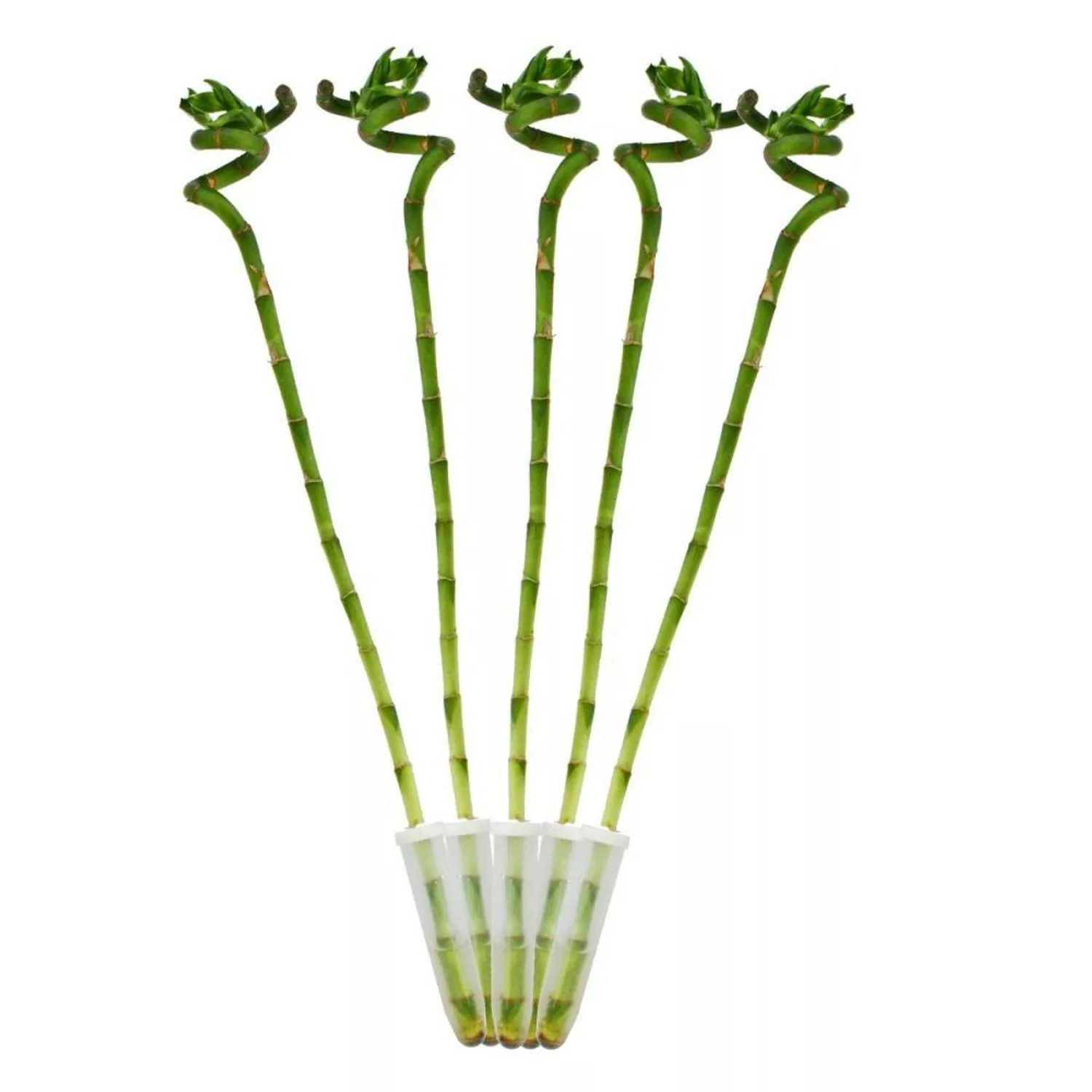 Exotenherz 5Er Set Glücksbambus Lucky Bamboo Spiralförmig im Röhrchen Draca günstig online kaufen