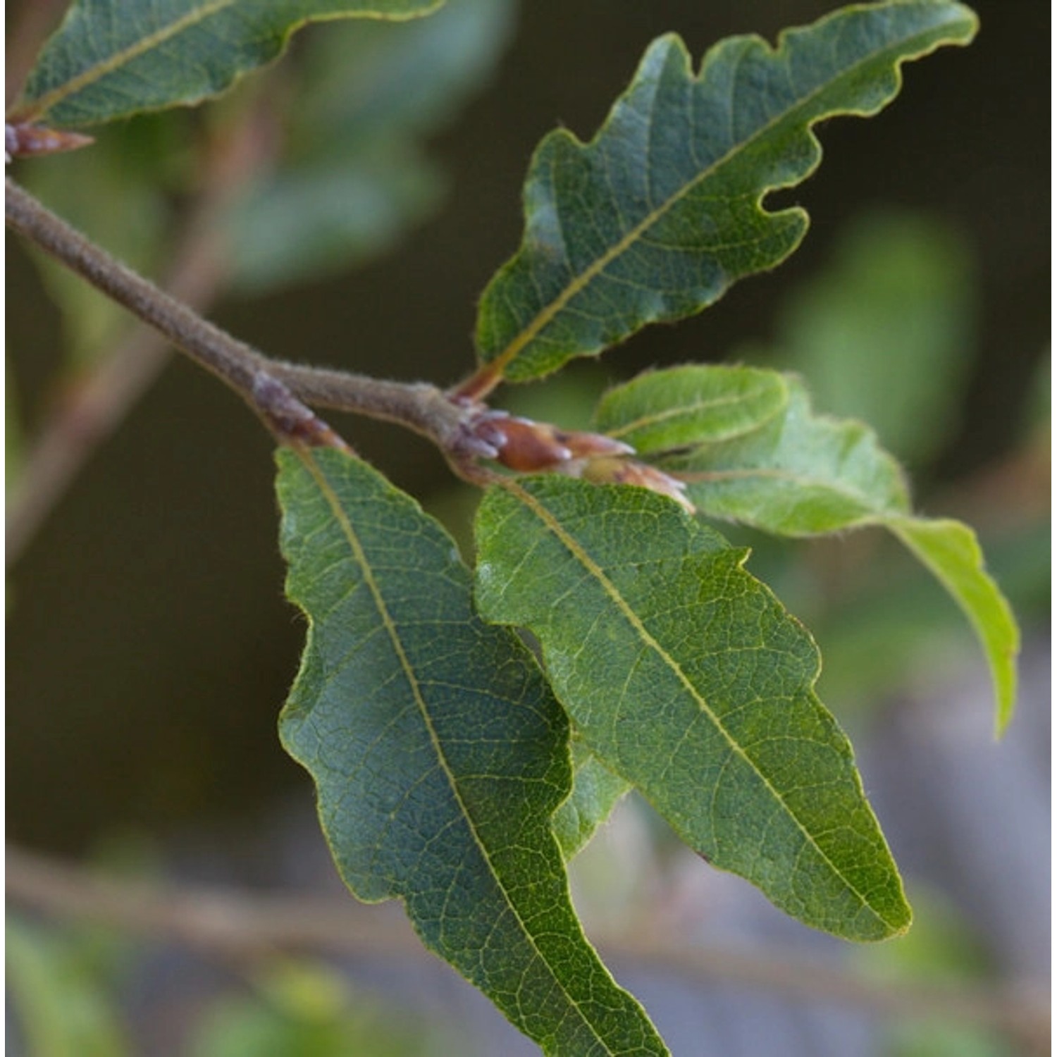 Kleine farnblättrige Buche Sandrode 60-80cm - Fagus sylvatica günstig online kaufen