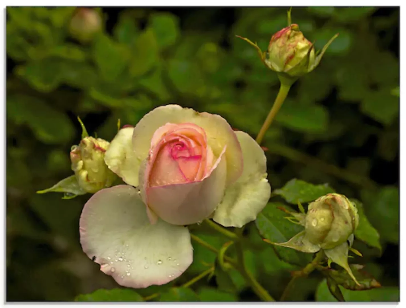 Artland Glasbild »Rosa Rose«, Blumen, (1 St.), in verschiedenen Größen günstig online kaufen