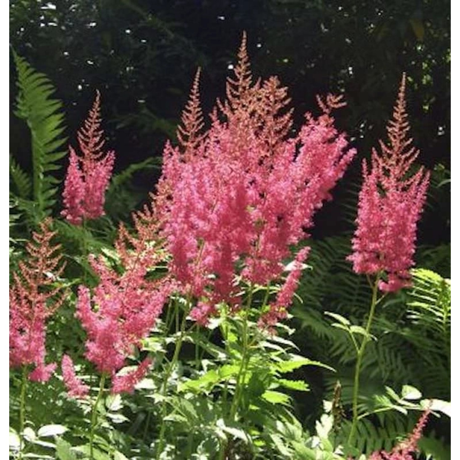 Prachtspiere Amethyst - Astilbe arendsii günstig online kaufen