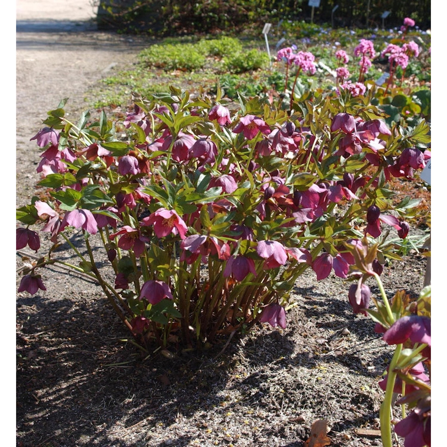 Christrose Lenzrose - Helleborus orientalis günstig online kaufen