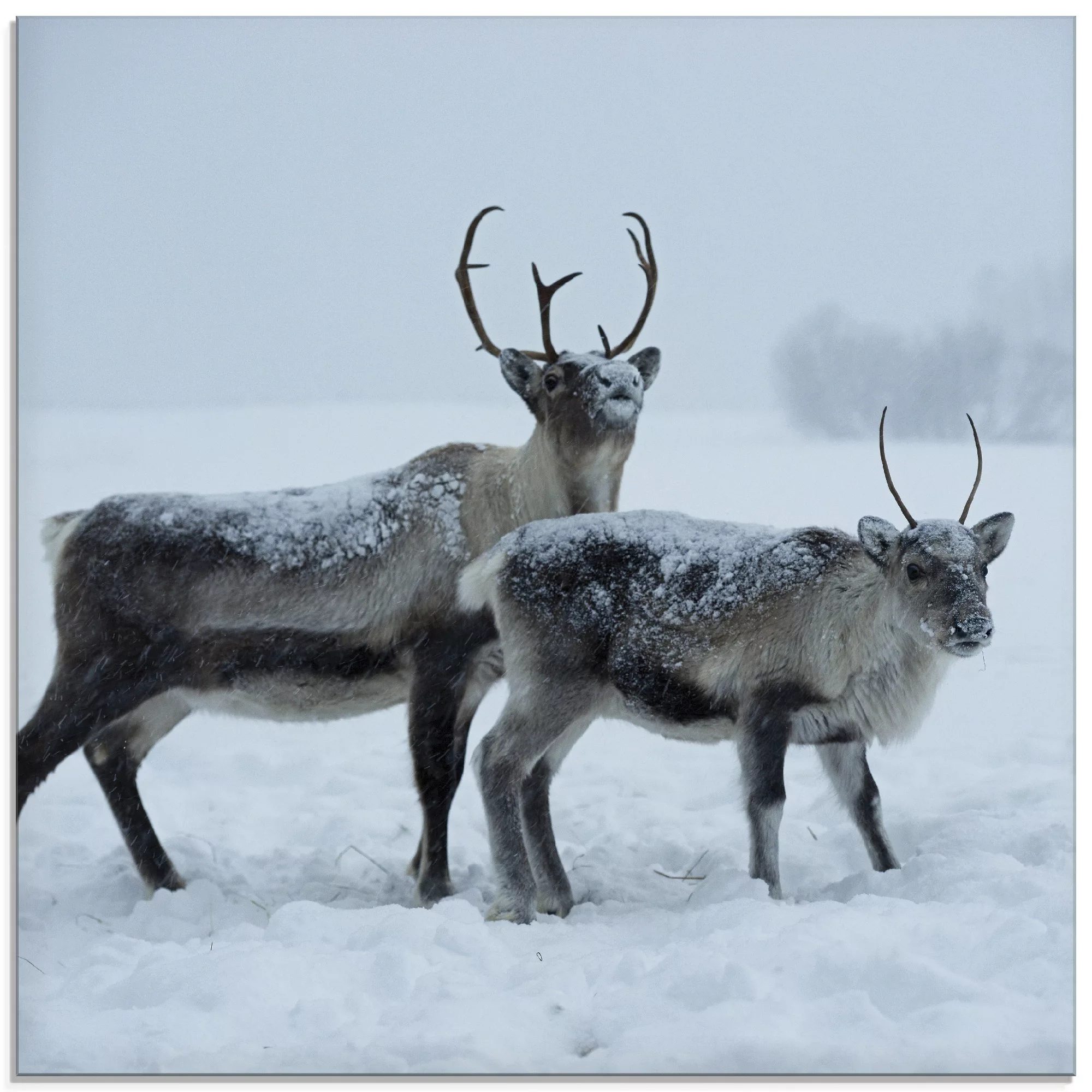 Artland Glasbild "Rentier", Wildtiere, (1 St.) günstig online kaufen