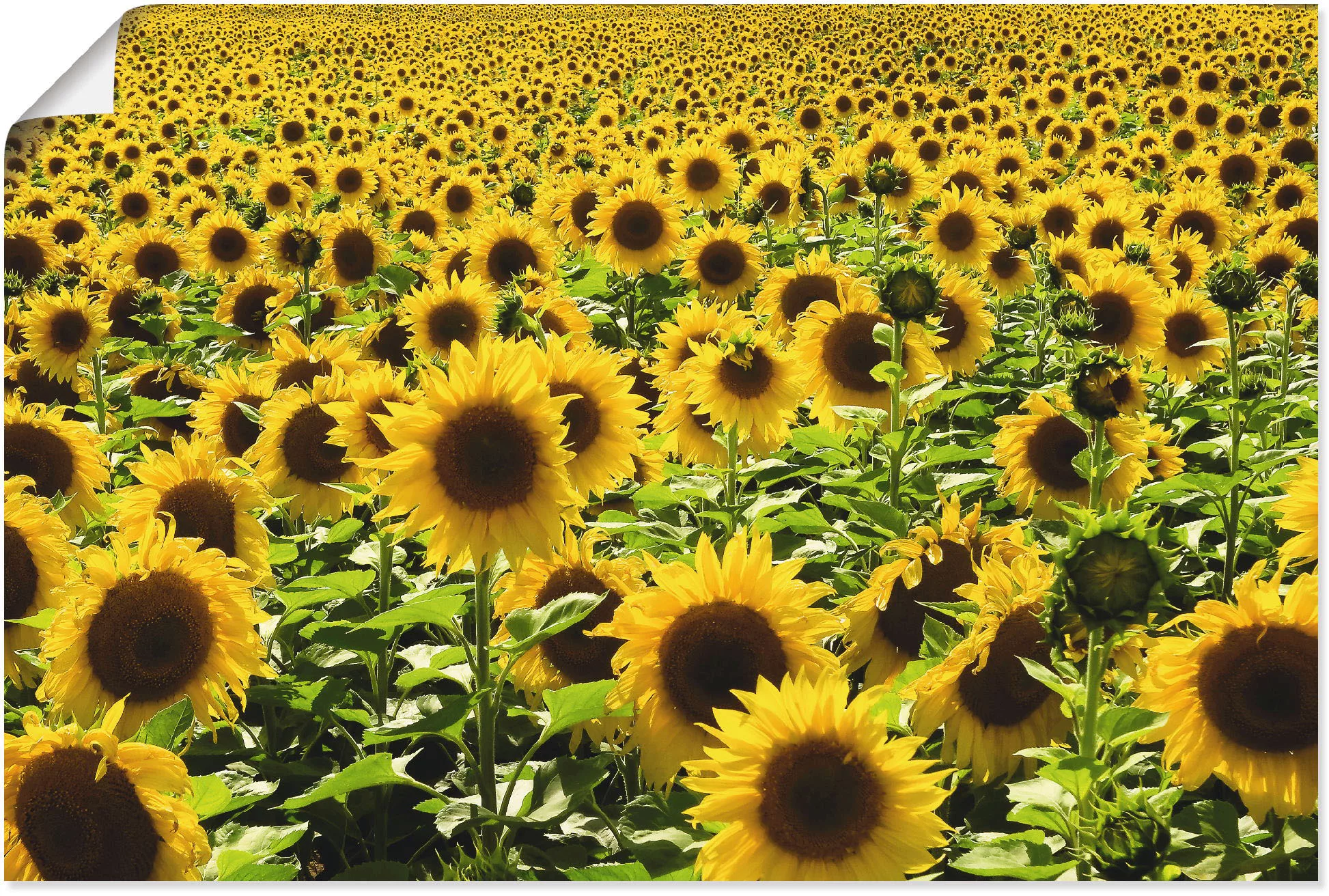 Artland Wandbild »Sonnenblumenfeld«, Blumen, (1 St.), als Alubild, Outdoorb günstig online kaufen